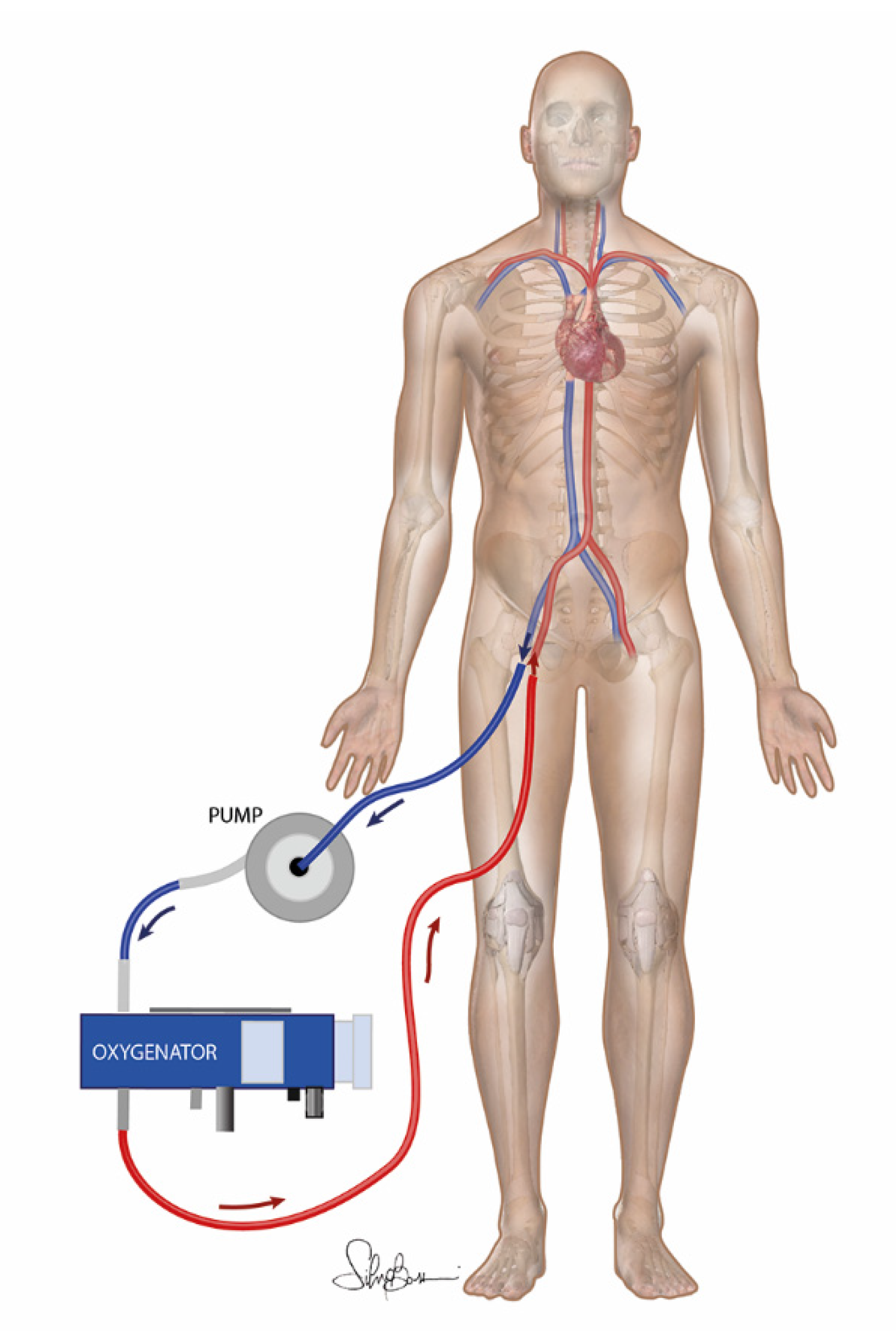 Membranes 11 00545 g001