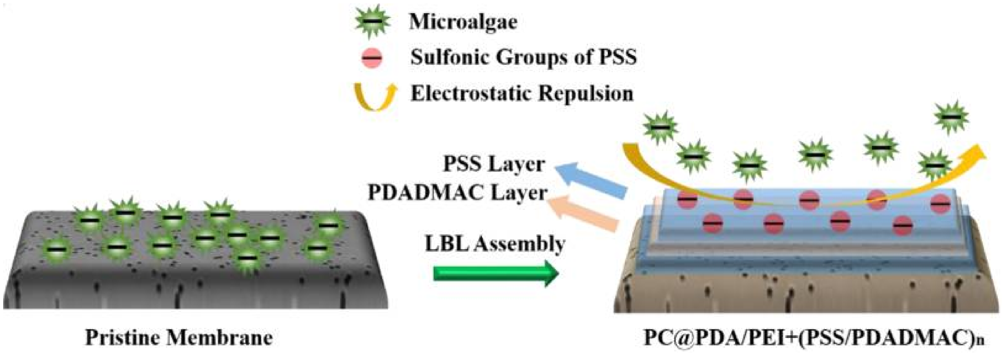 Membranes 11 00585 g004