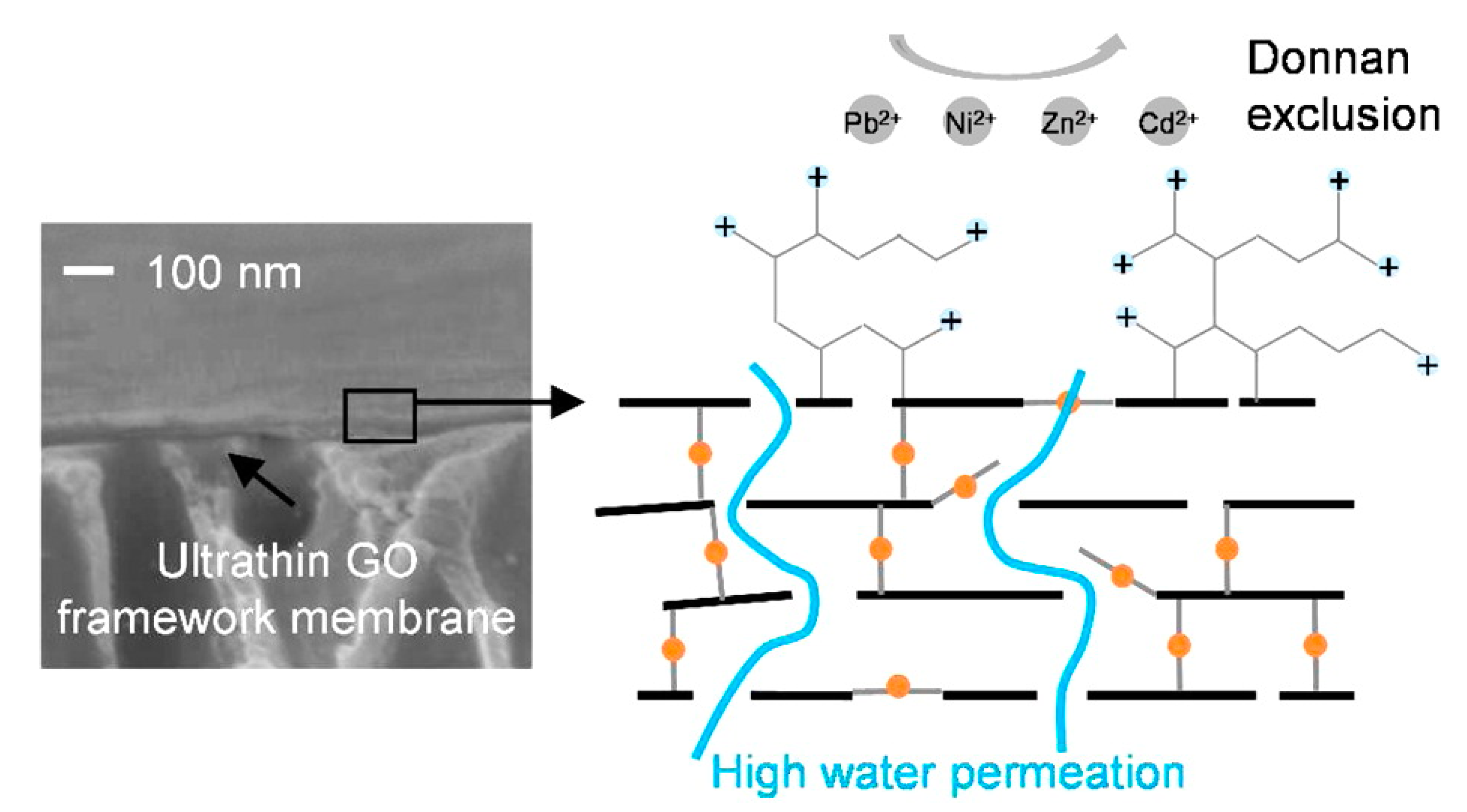 Membranes 11 00605 g005