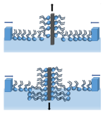 Membranes 11 00707 i002