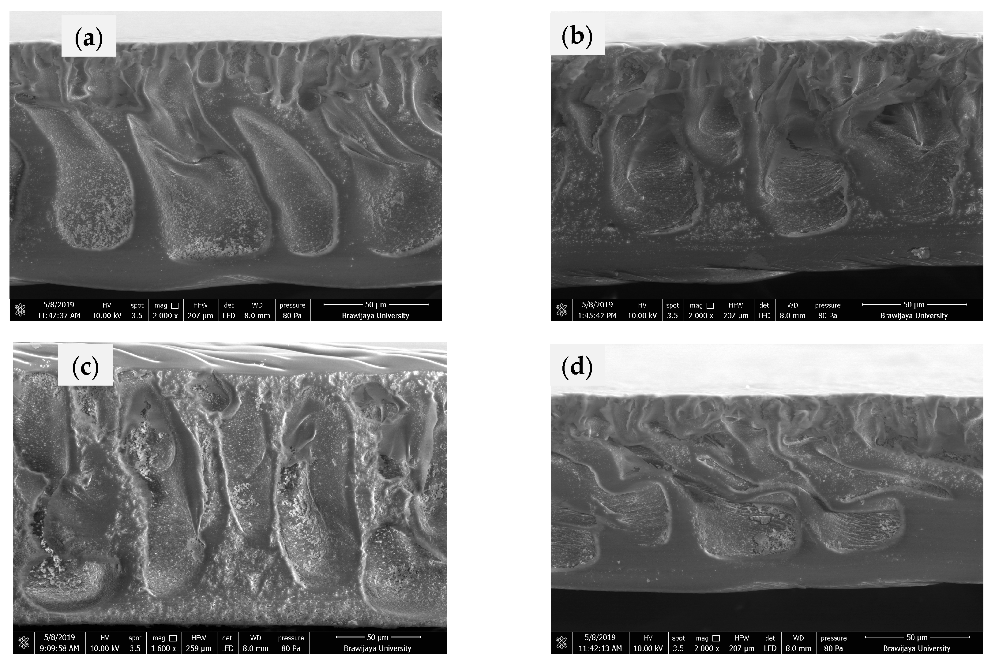 Membranes 11 00748 g004