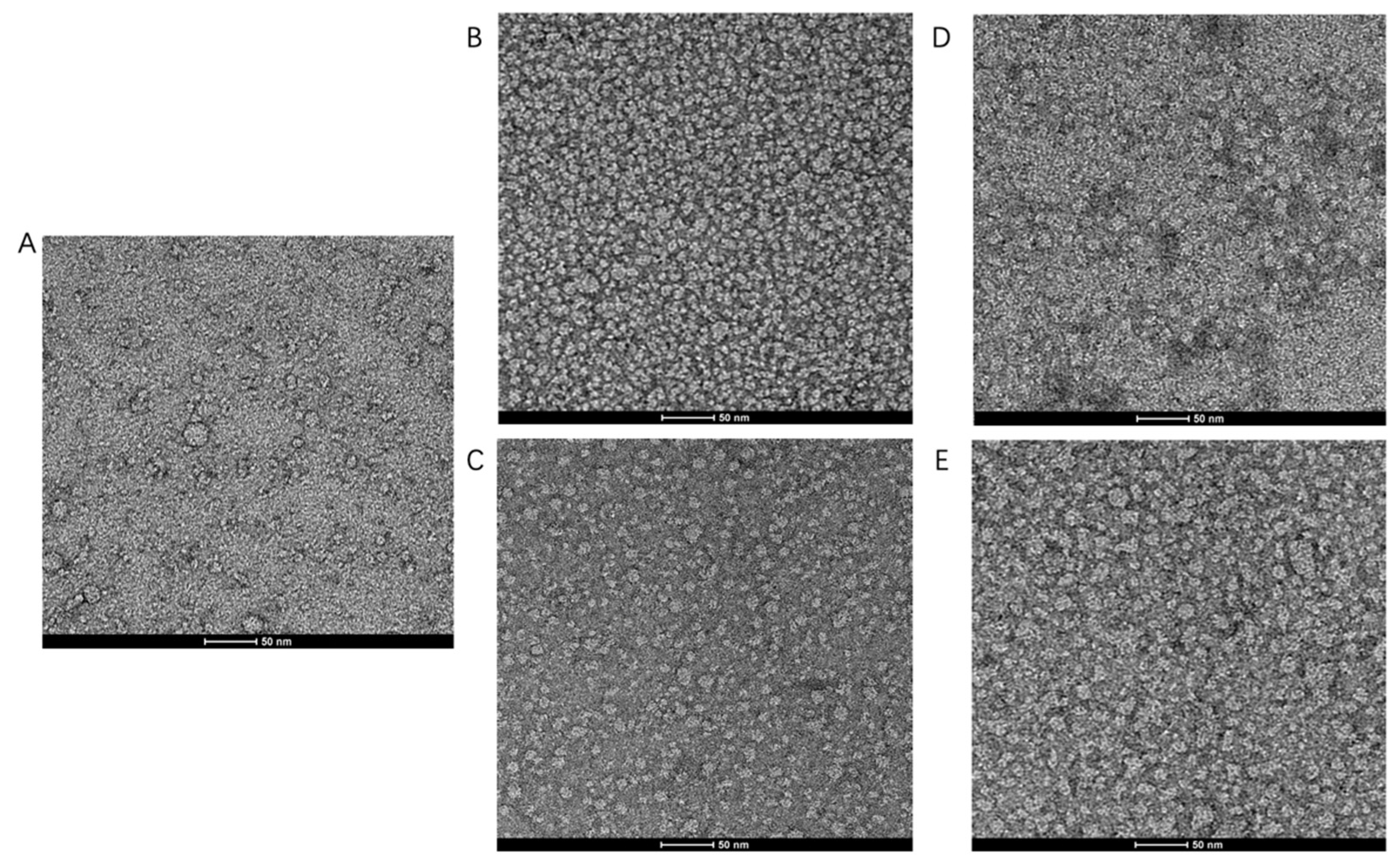 Membranes 11 00780 g004