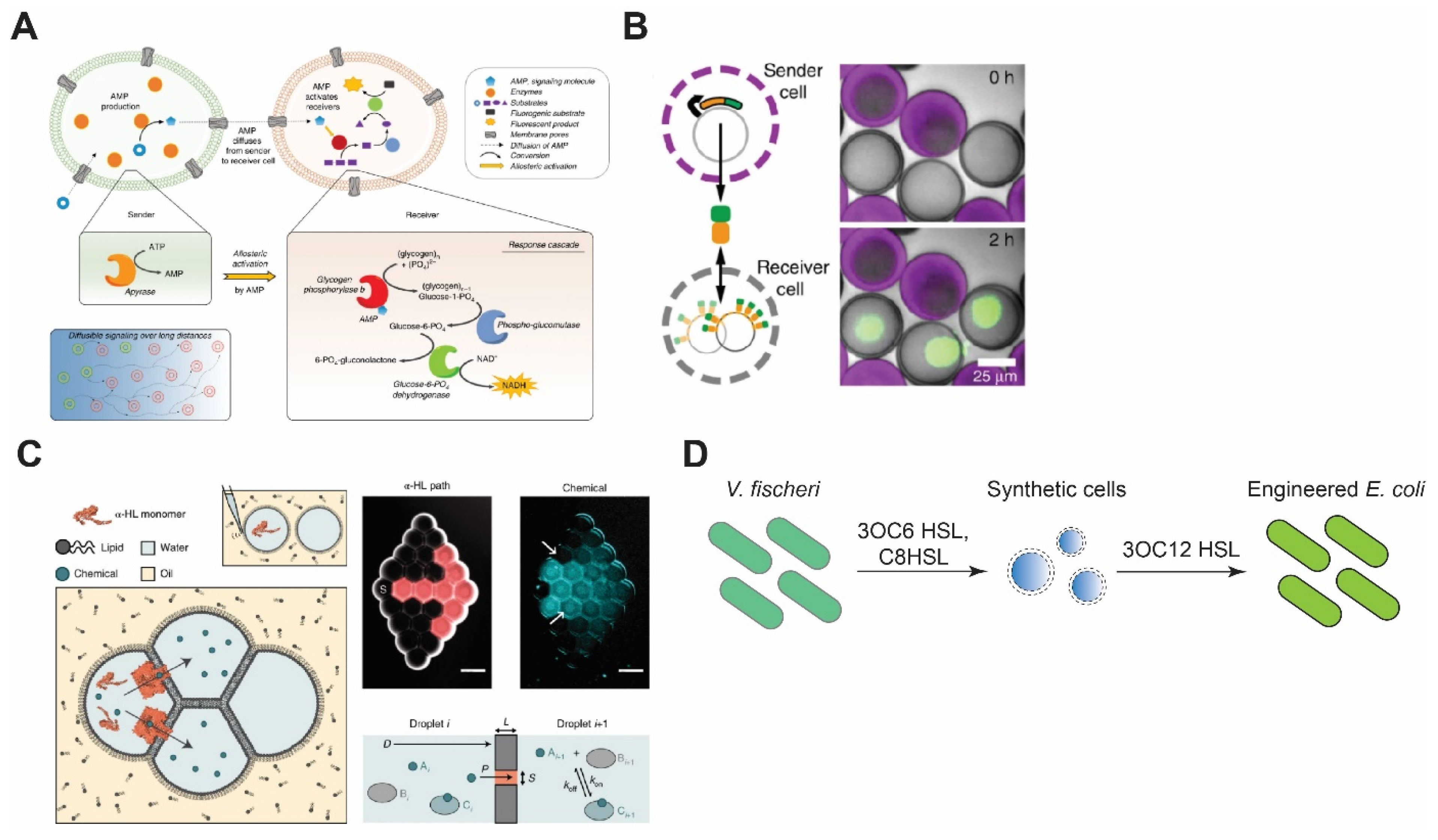Membranes 11 00912 g004