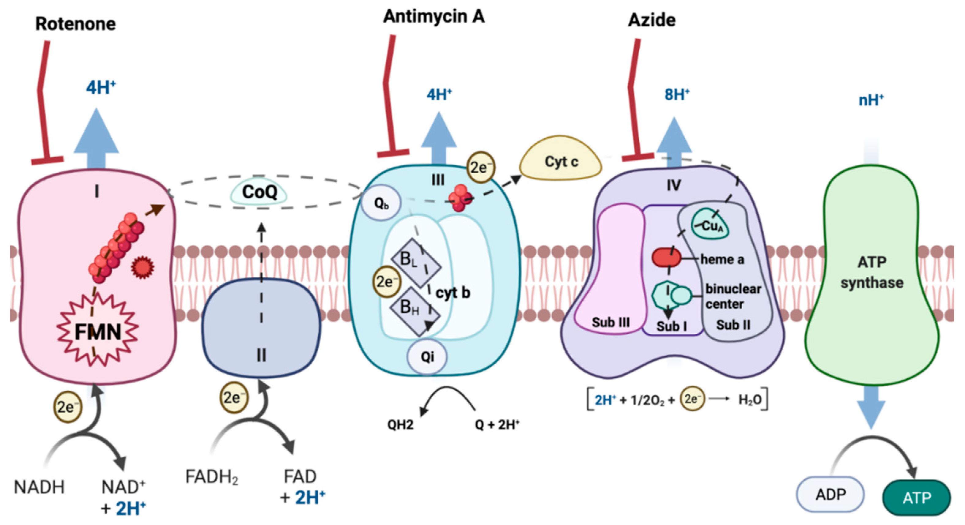 Membranes 11 00943 g001