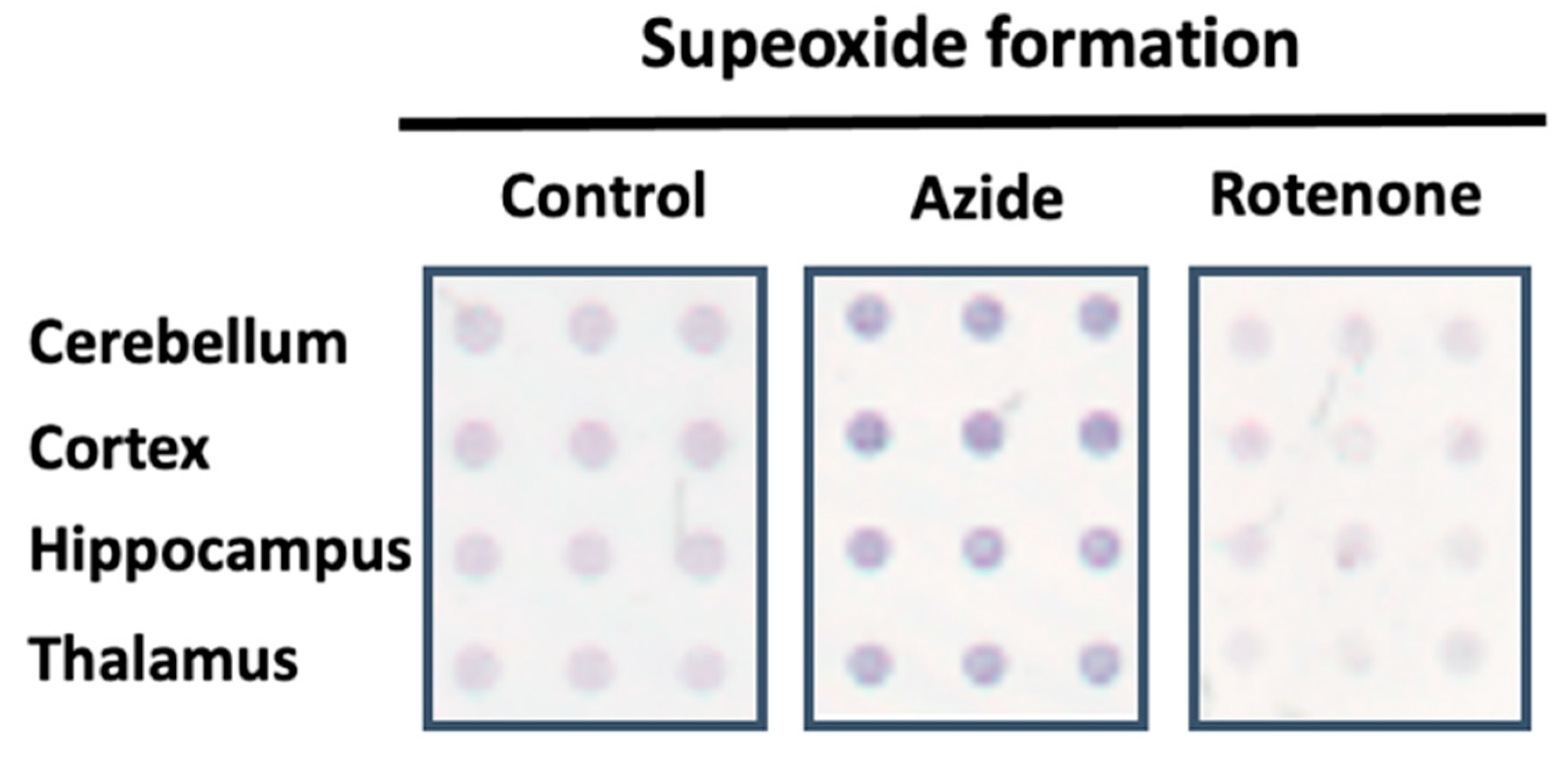 Membranes 11 00943 g002