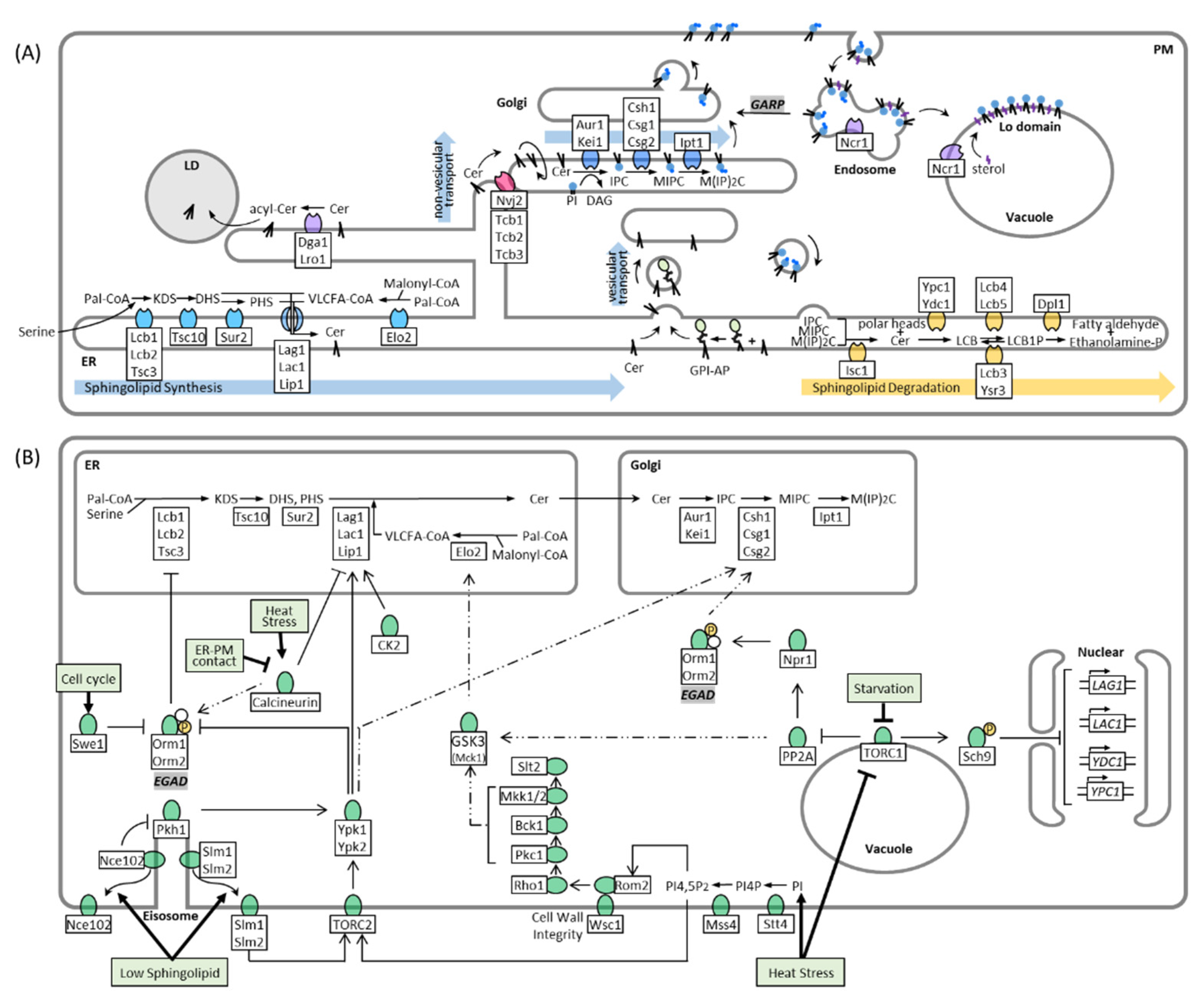Membranes 11 00971 g001