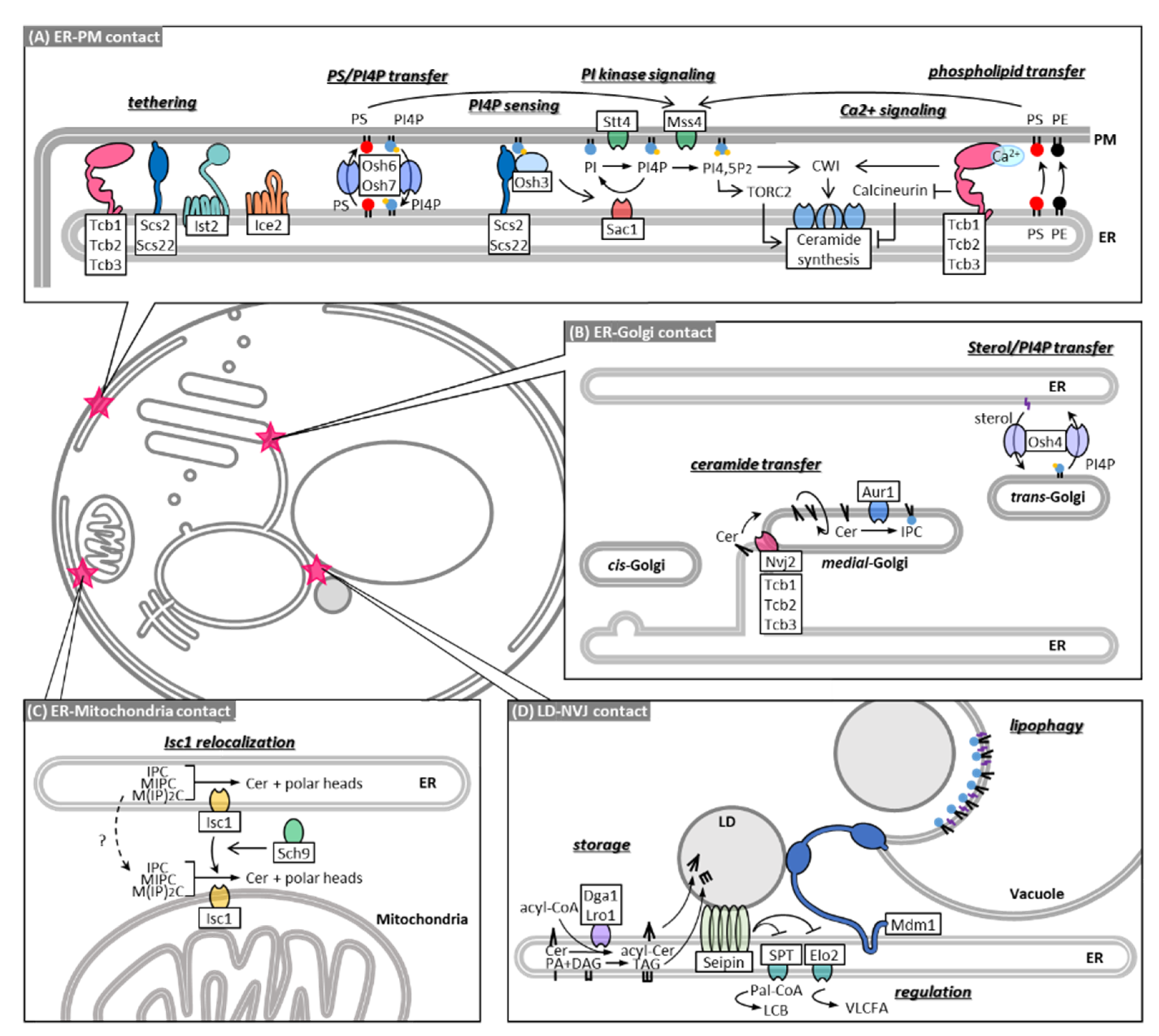 Membranes 11 00971 g002