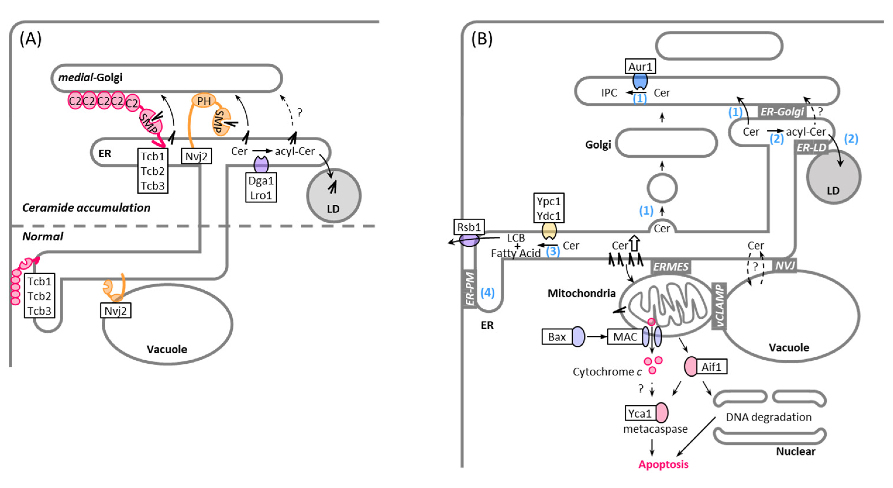 Membranes 11 00971 g003