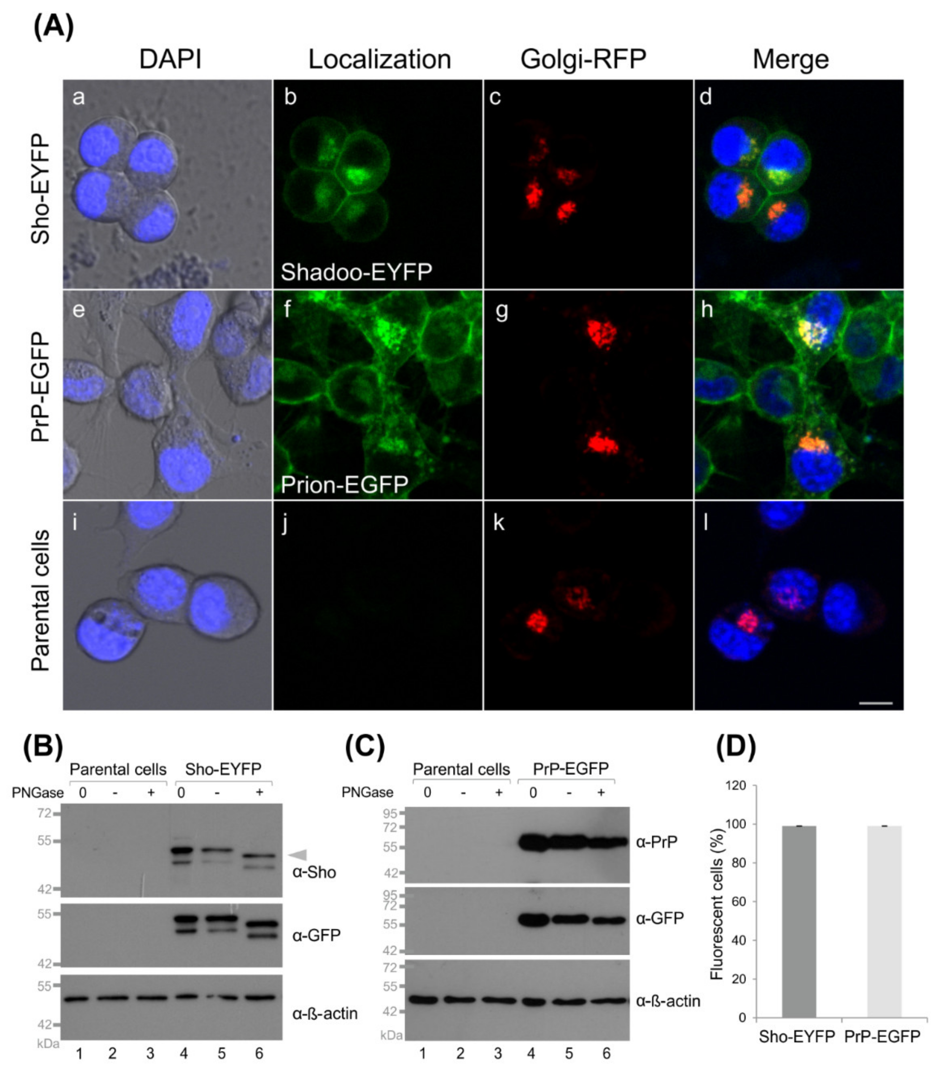 Membranes 11 00978 g002