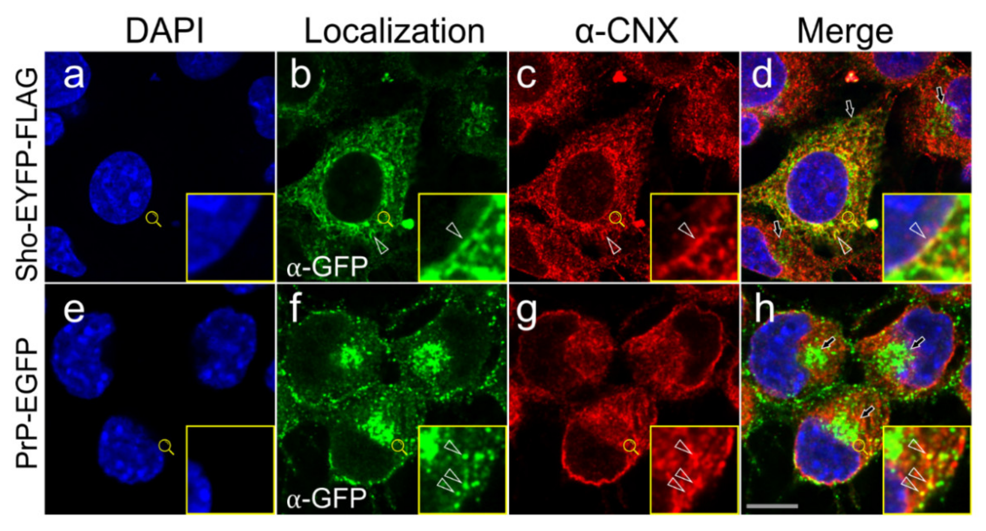 Membranes 11 00978 g004