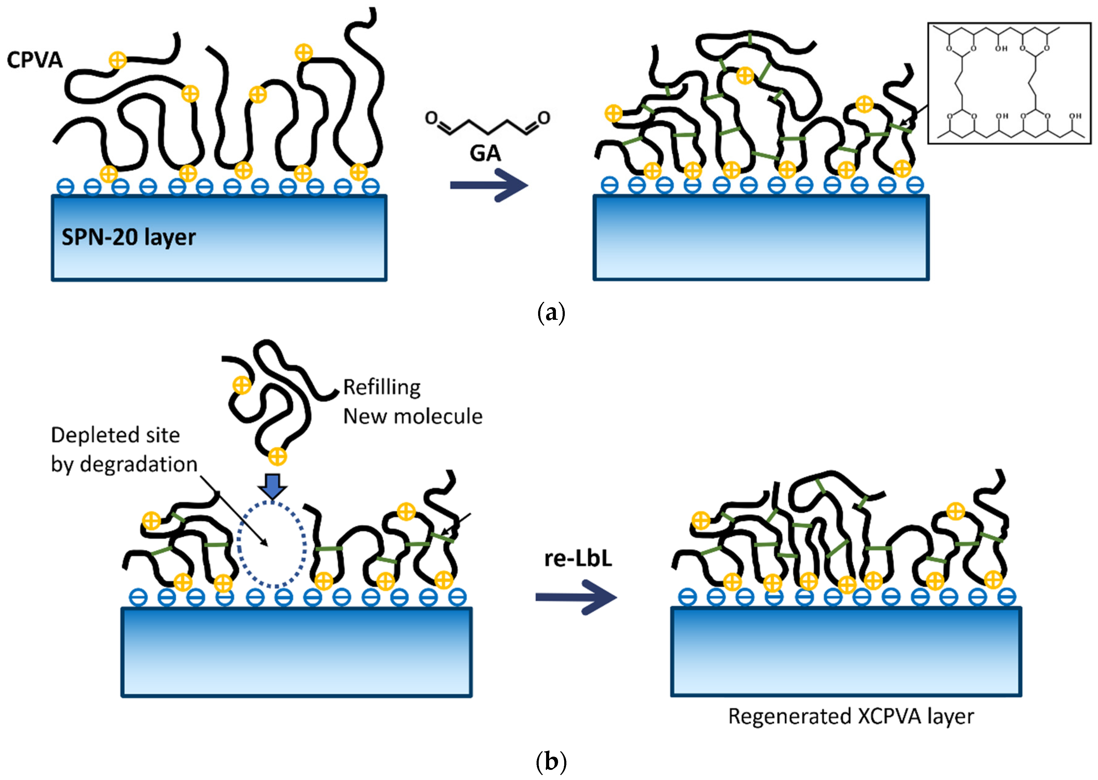 Membranes 11 00981 g013