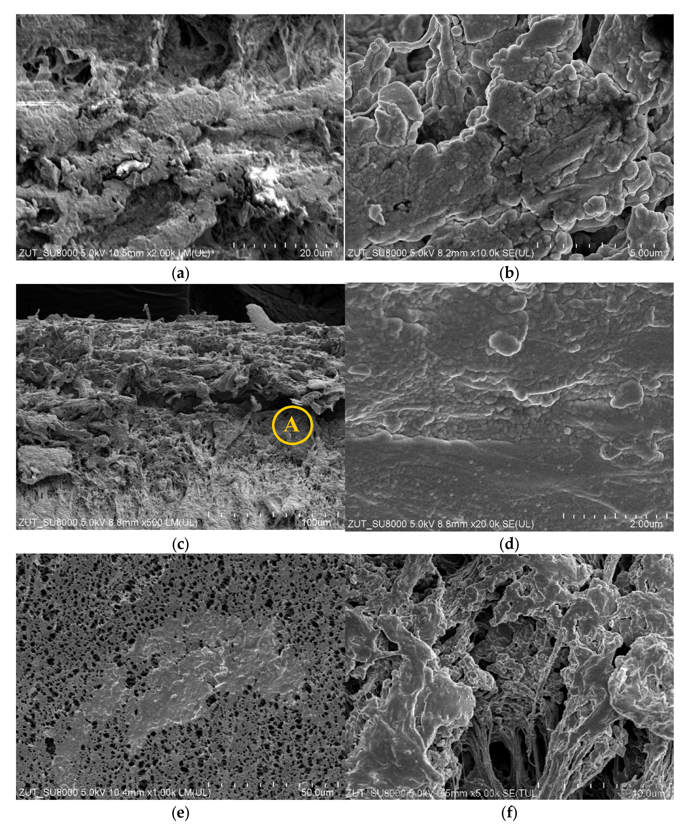 Membranes 11 00988 g016