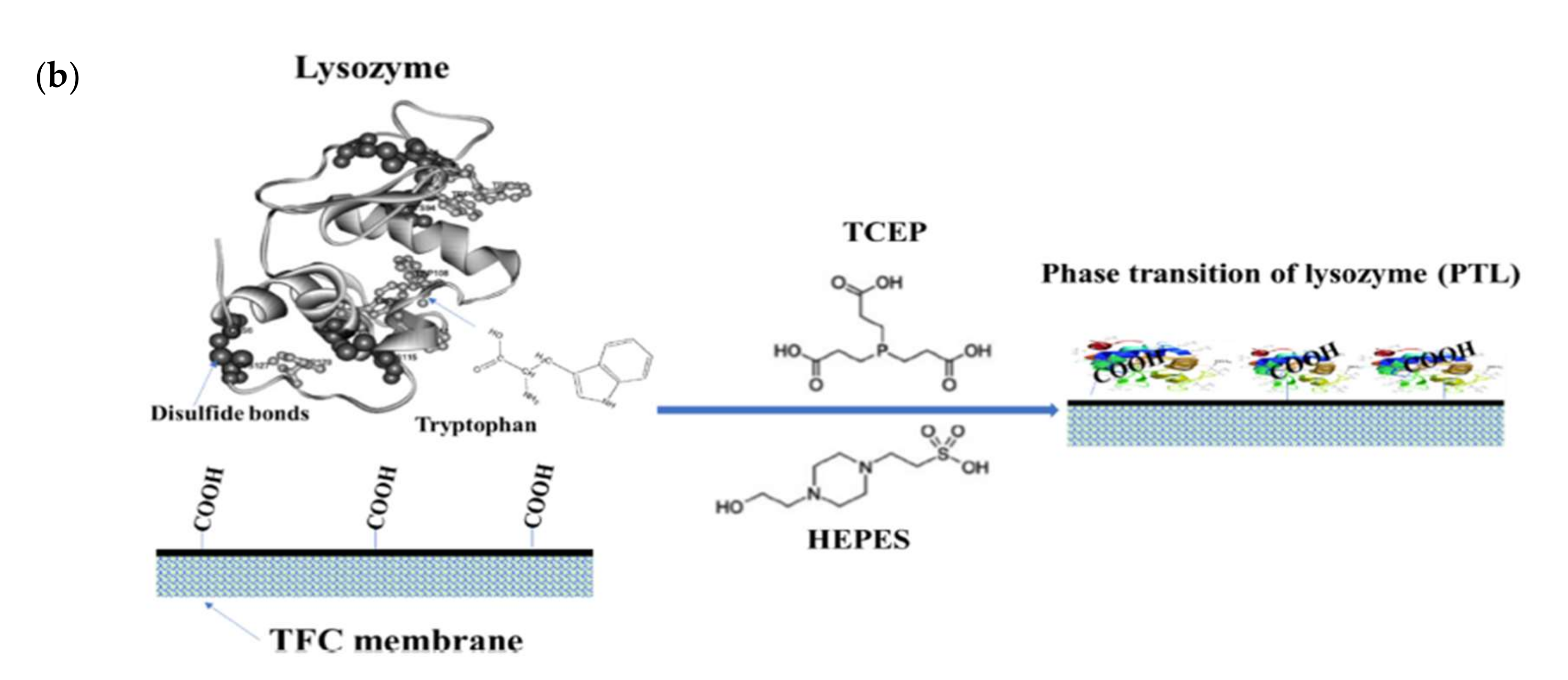 Membranes 12 00148 g003b Membranes 12 00148 g003b