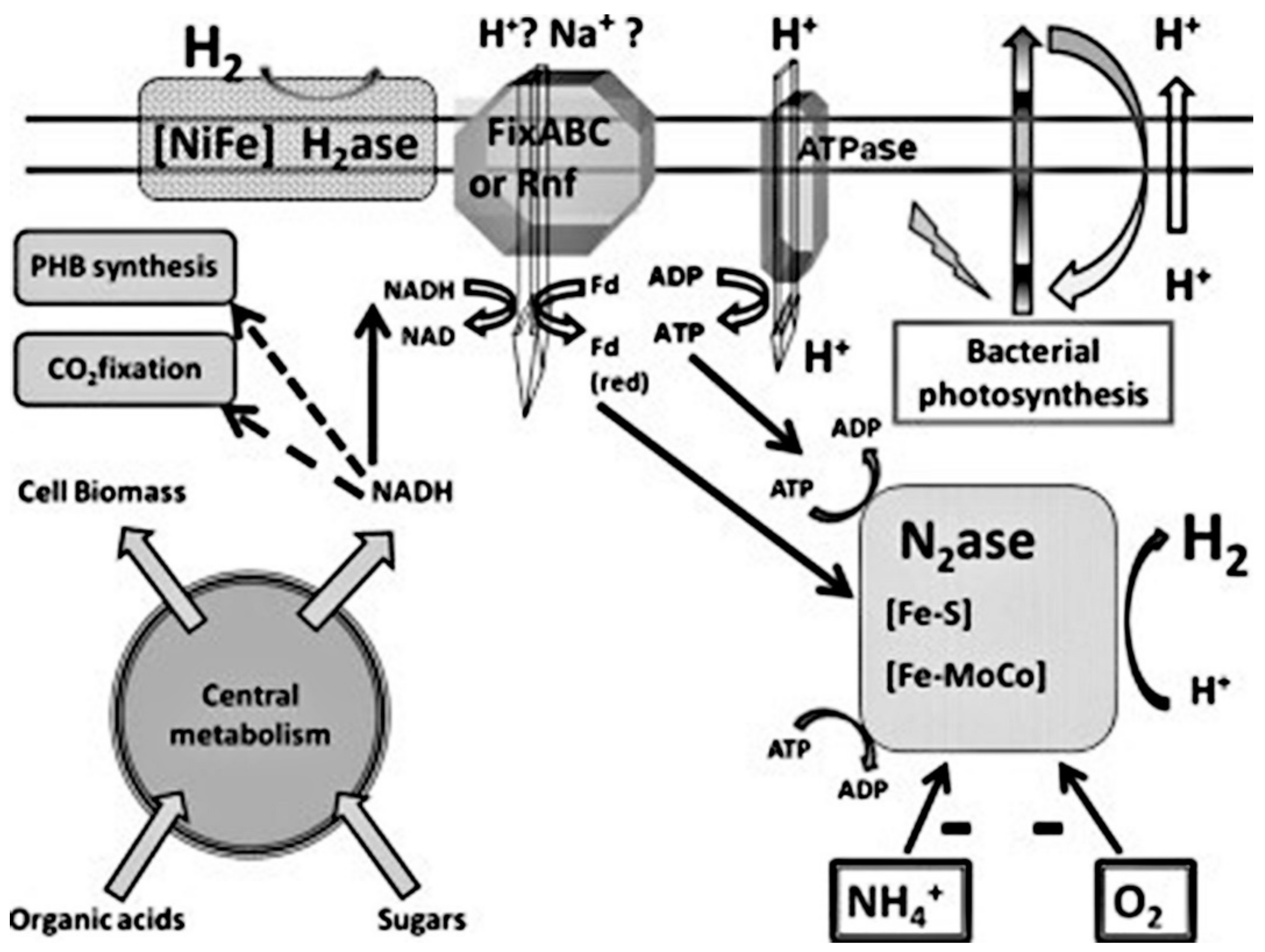Membranes 12 00173 g008