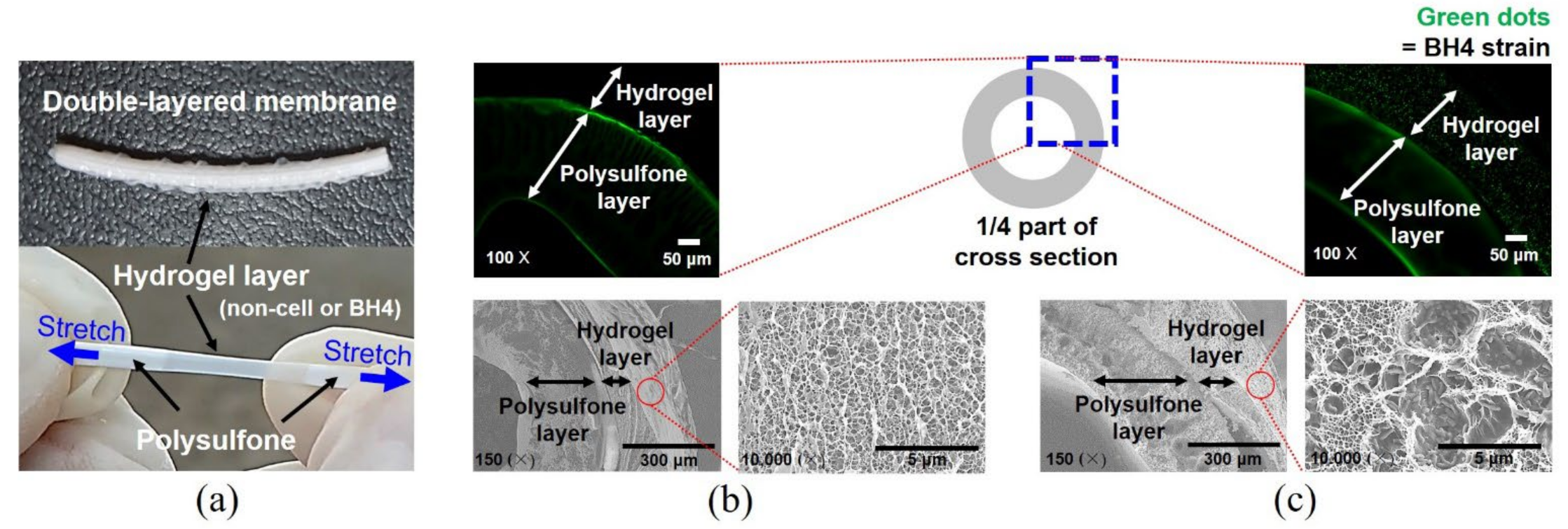 Membranes 12 00296 g003