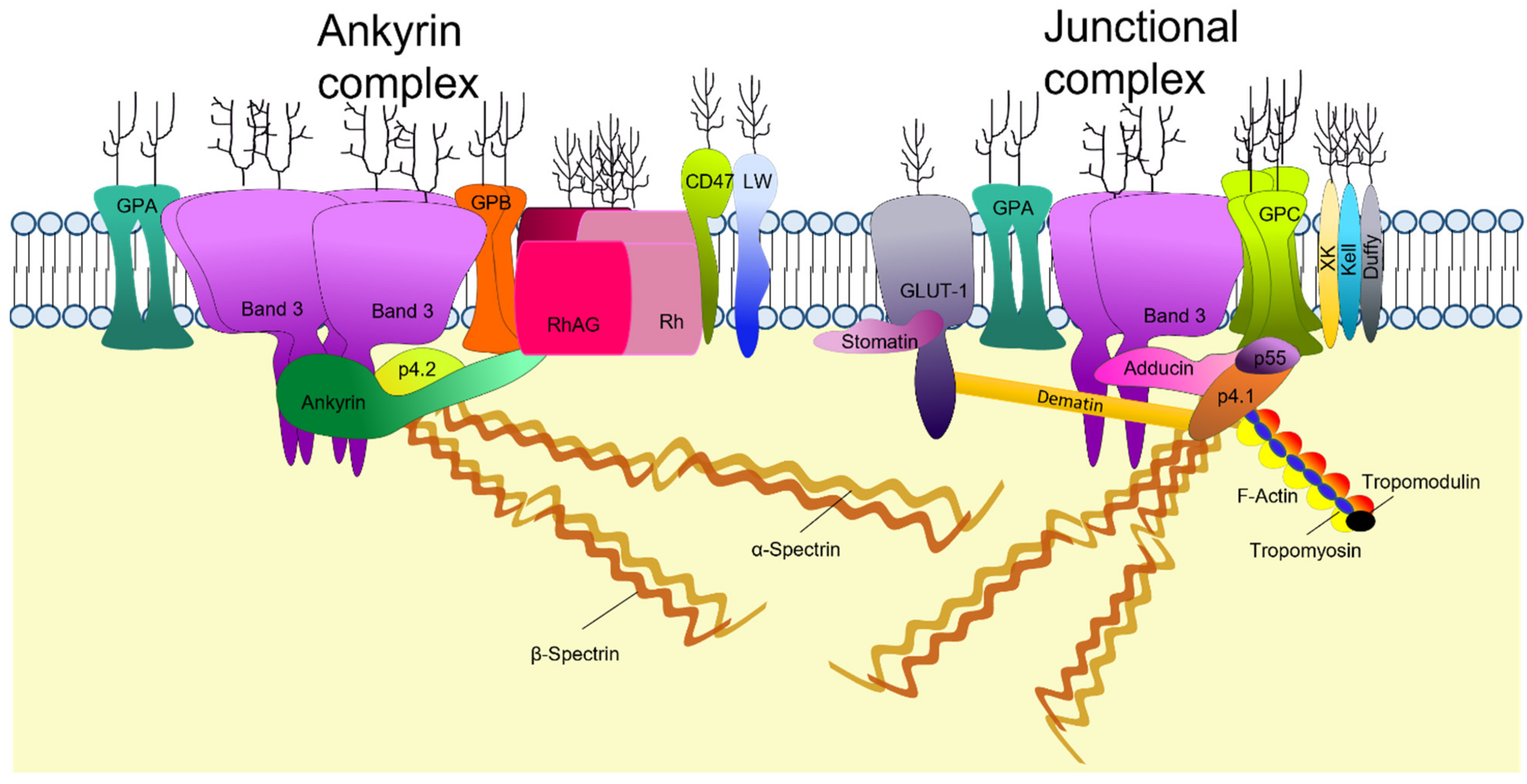 Membranes 12 00311 g002