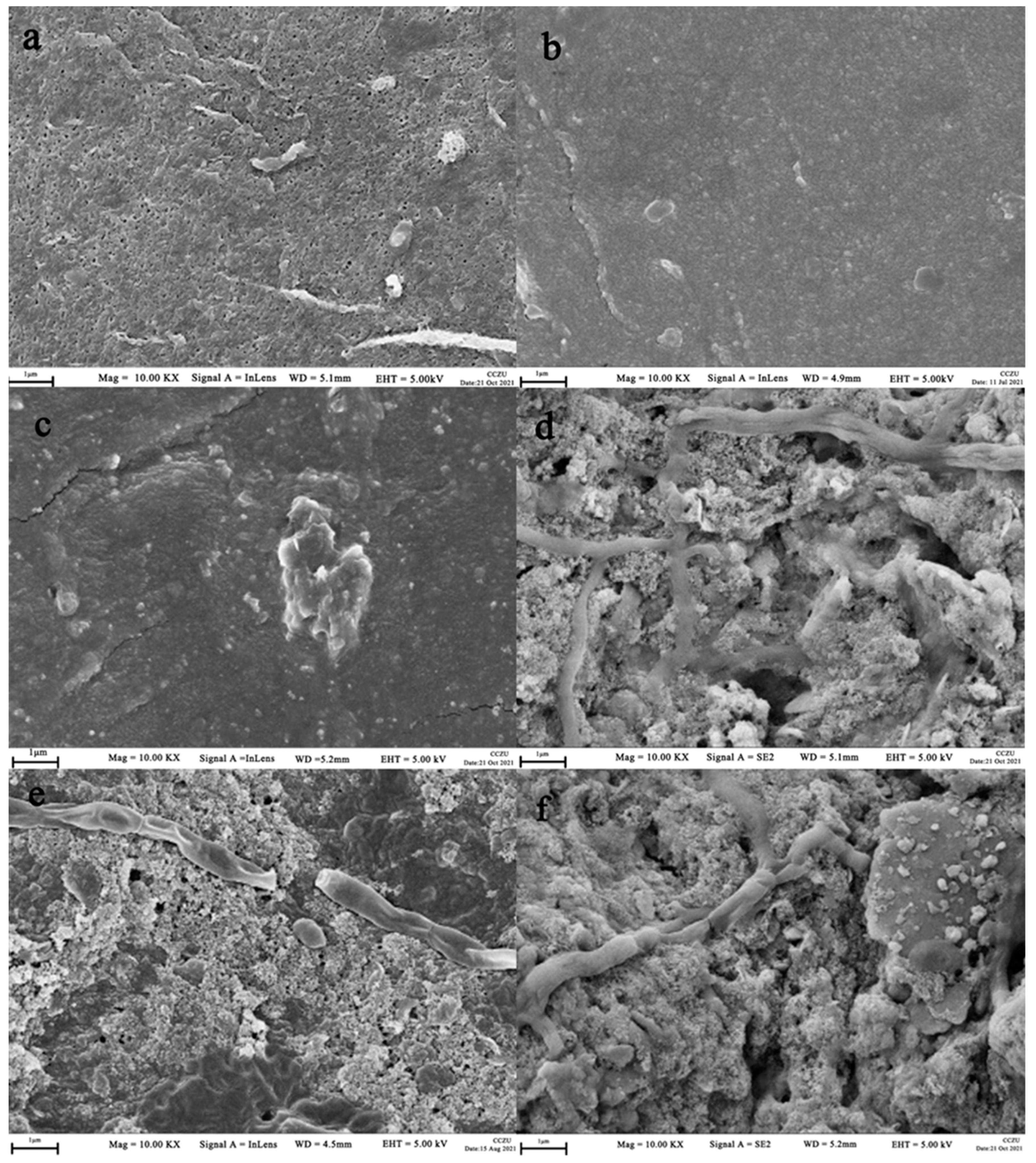 Membranes 12 00377 g005