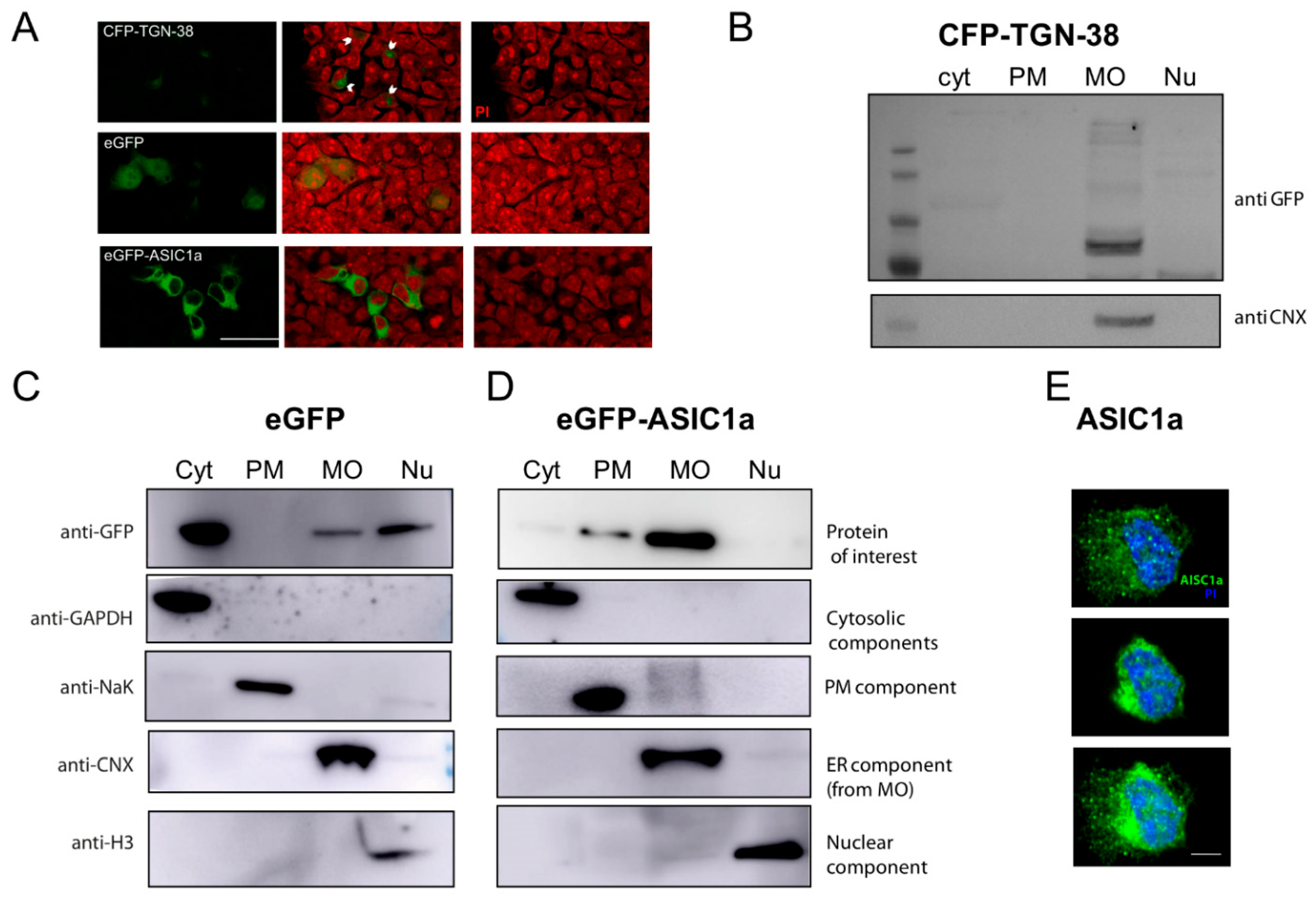 Membranes 12 00389 g003