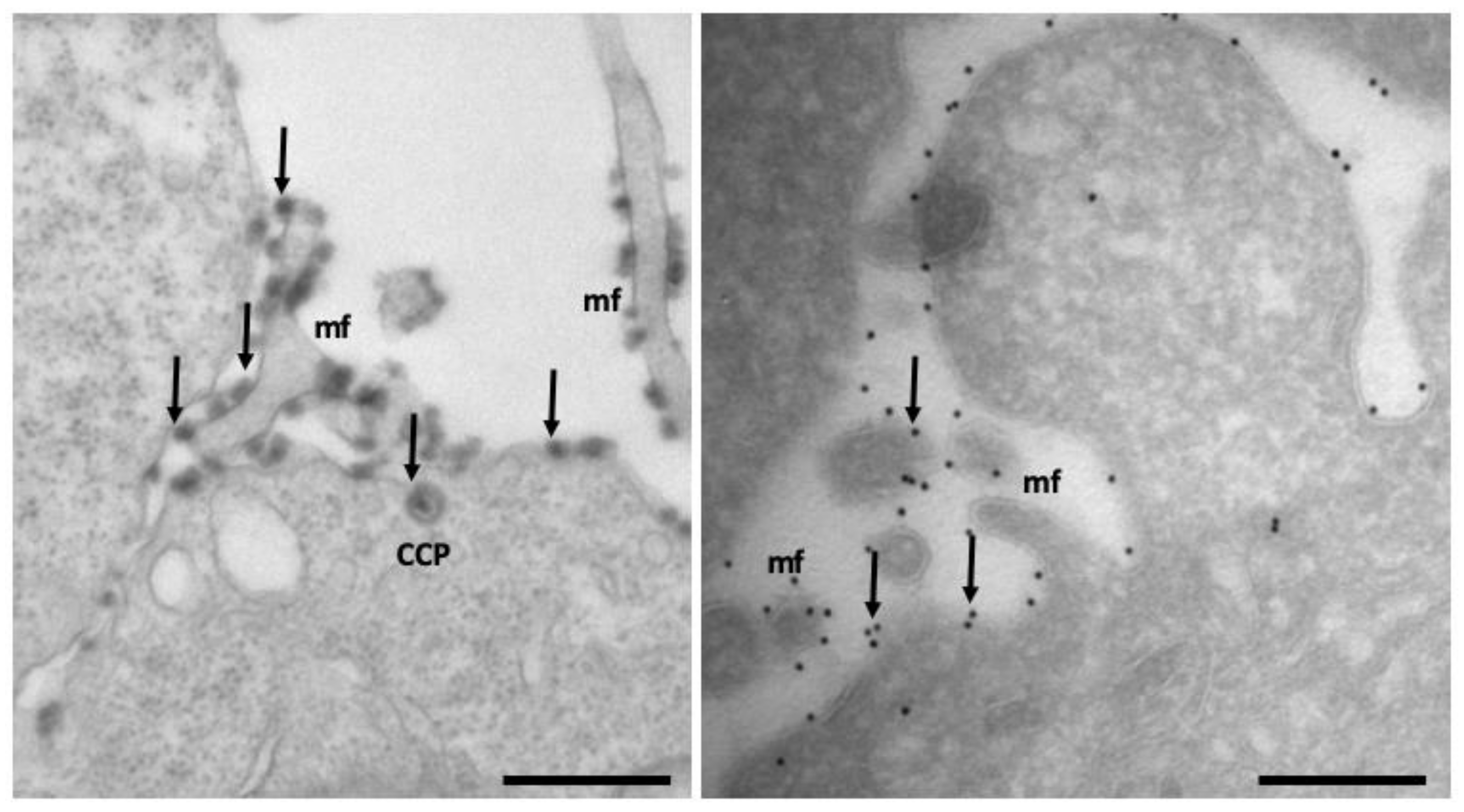 Membranes 12 00393 g006 Membranes 12 00393 g006