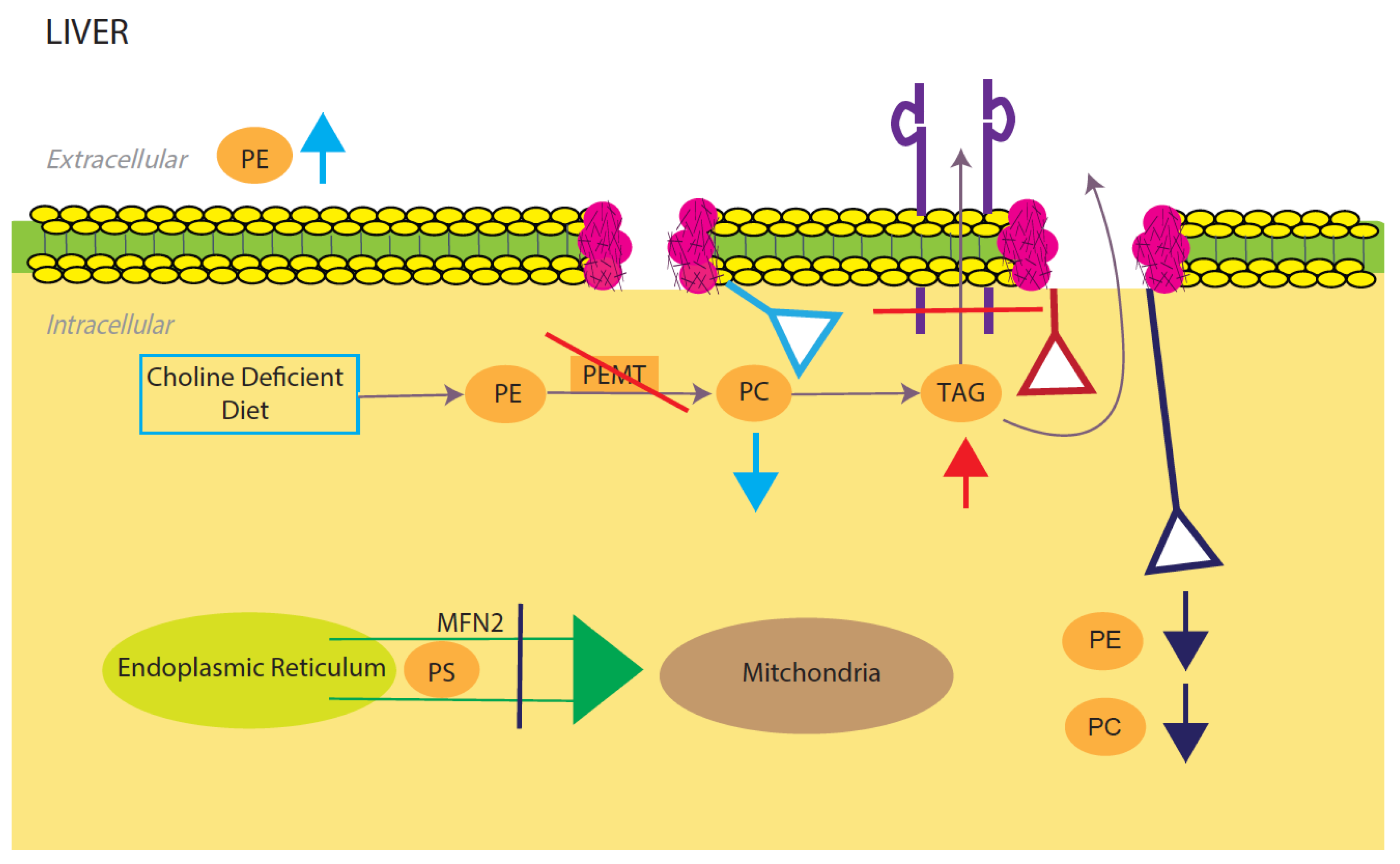 Membranes 12 00410 g002