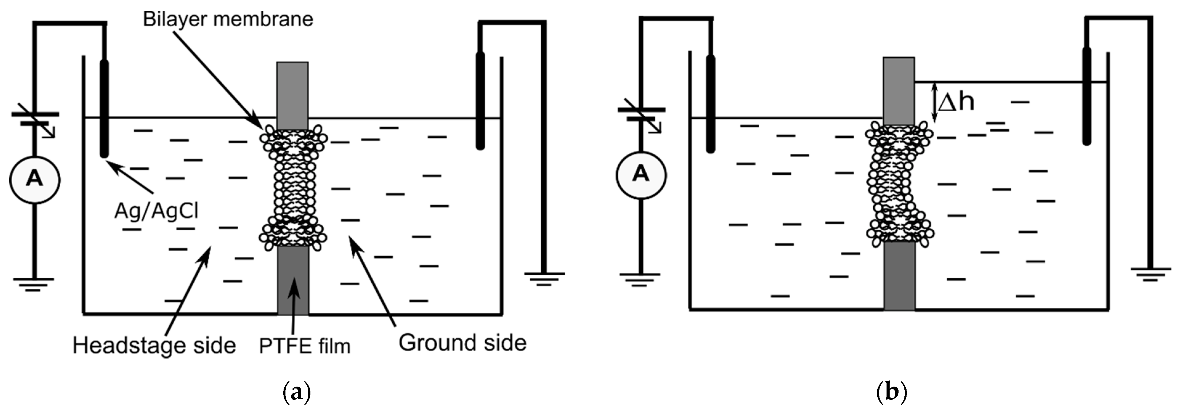 Membranes 12 00479 g001