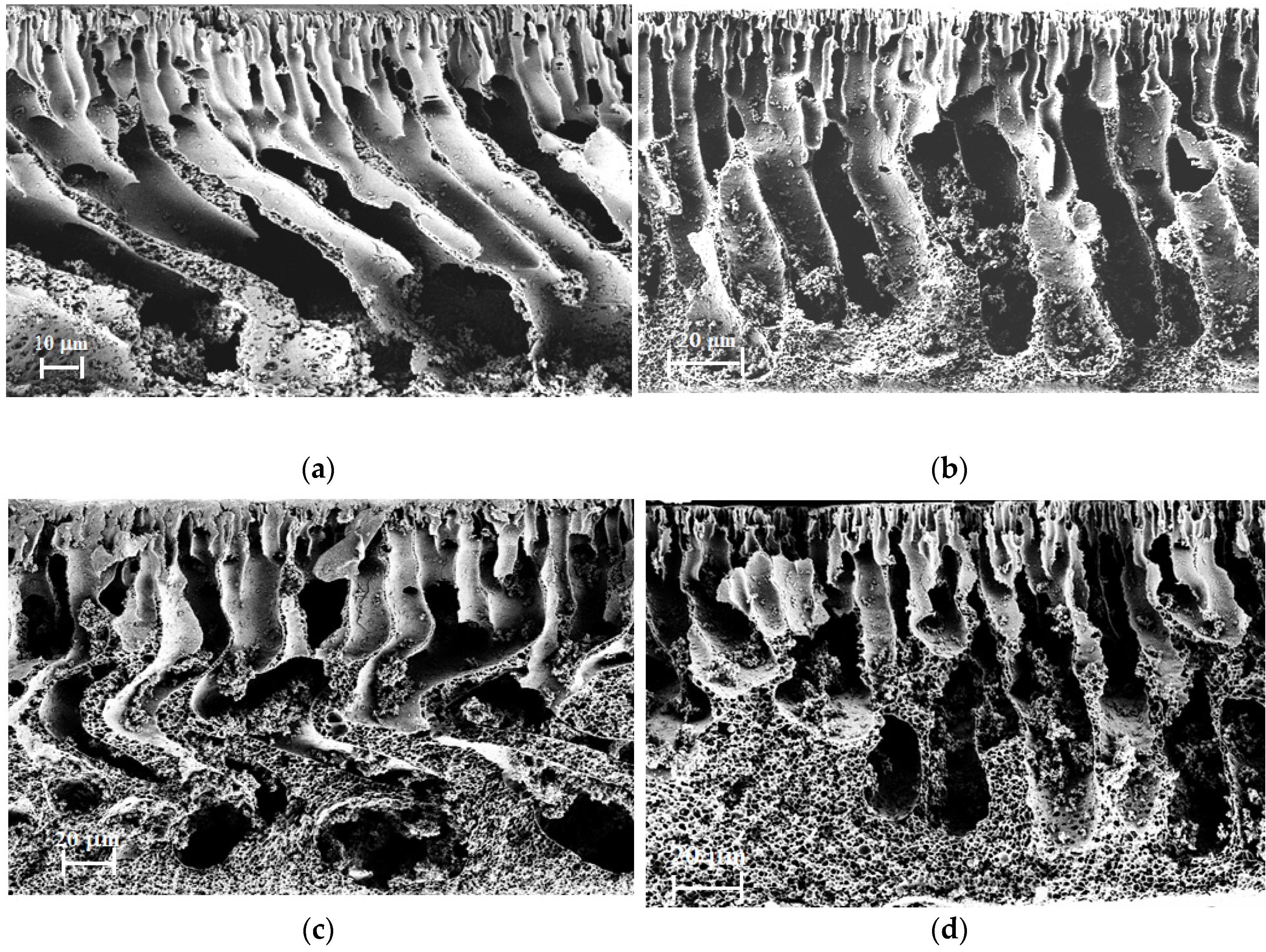 Membranes 12 00489 g006
