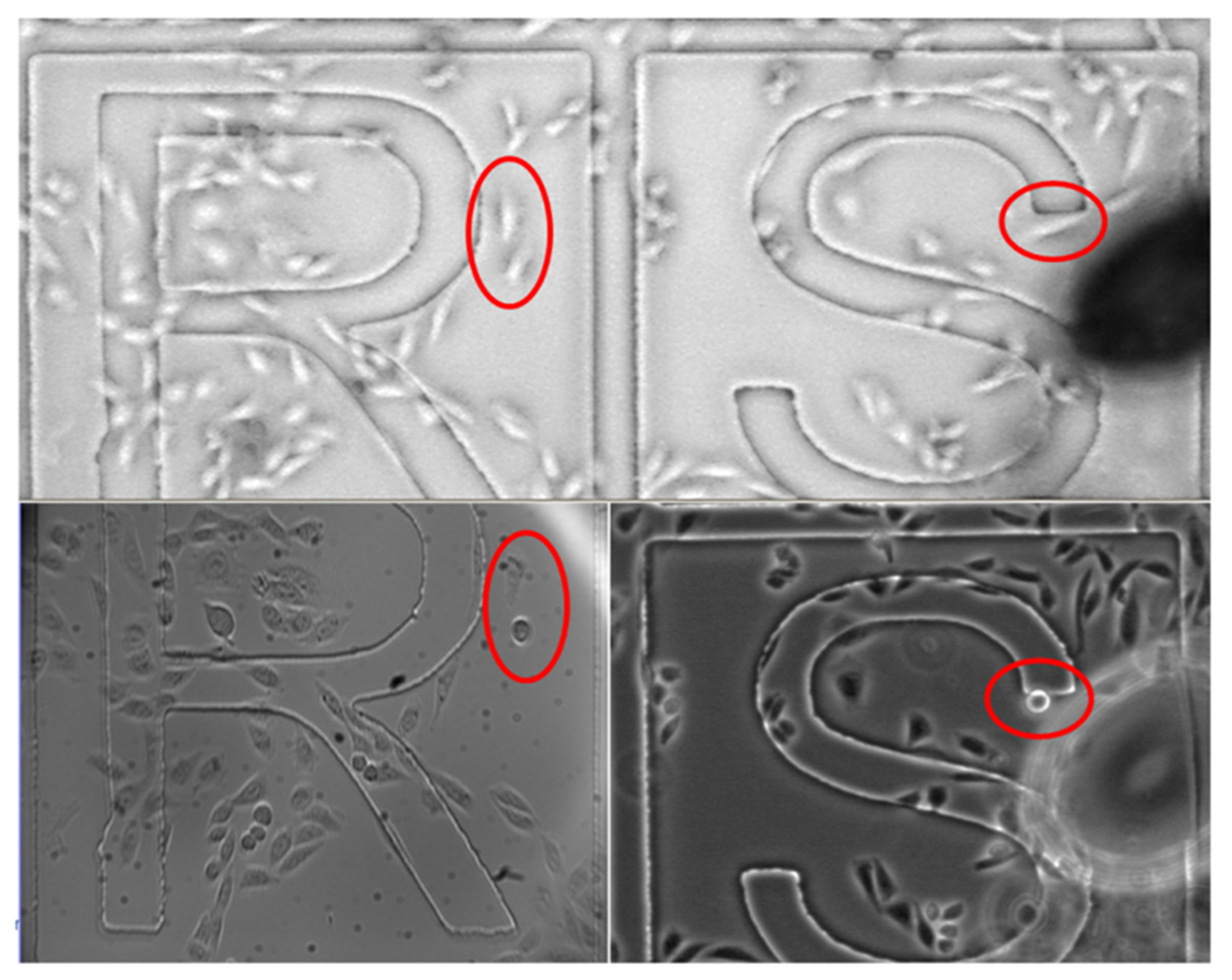 Membranes 12 00574 g003