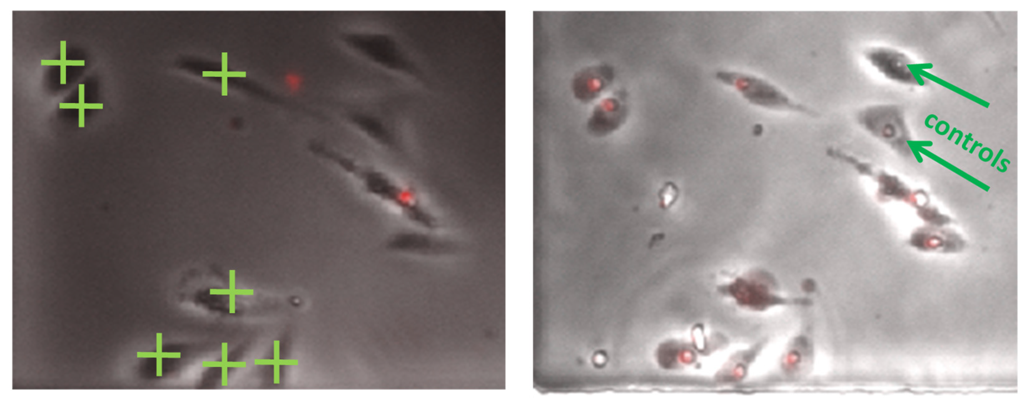 Membranes 12 00574 g004