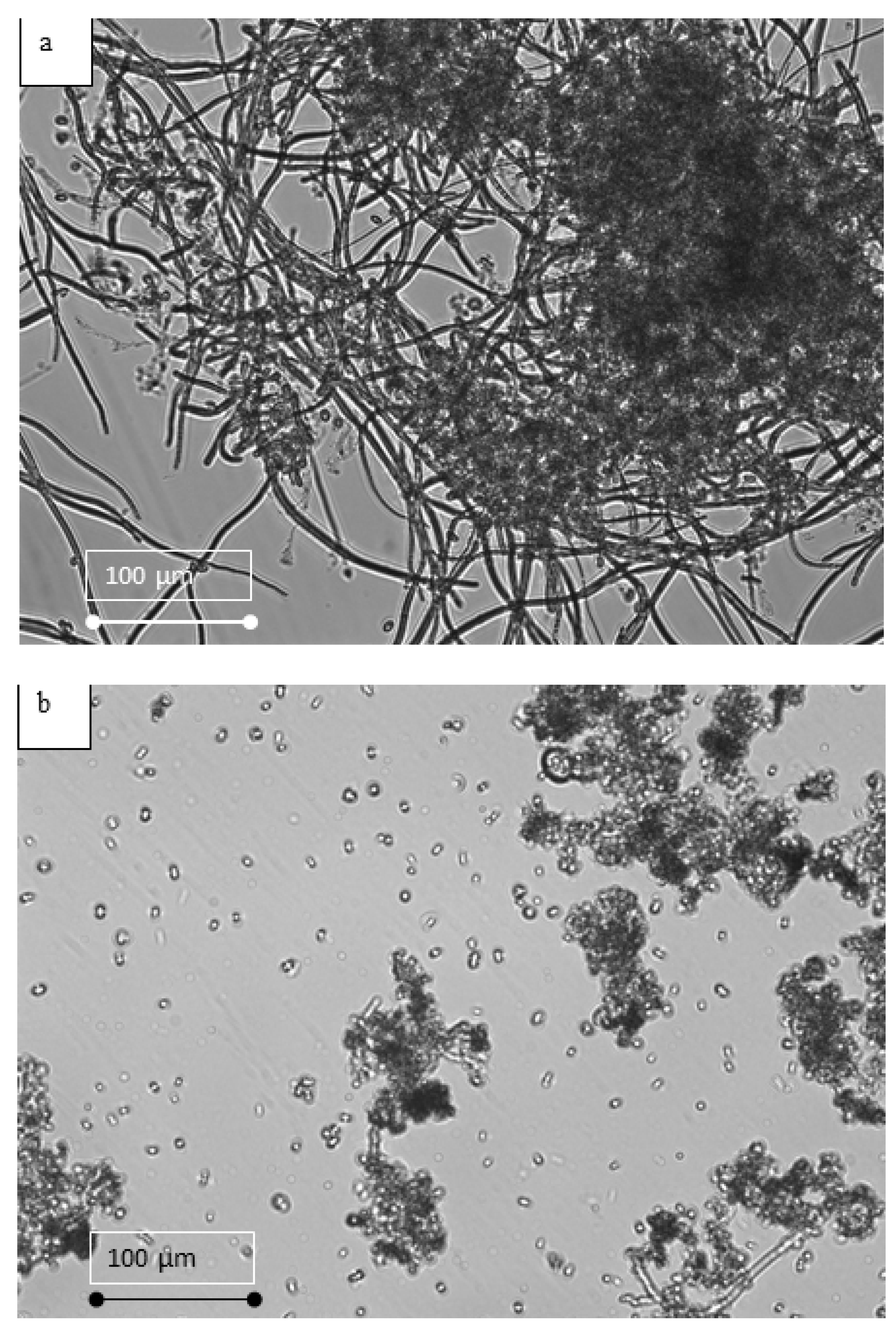 Membranes 12 00587 g007