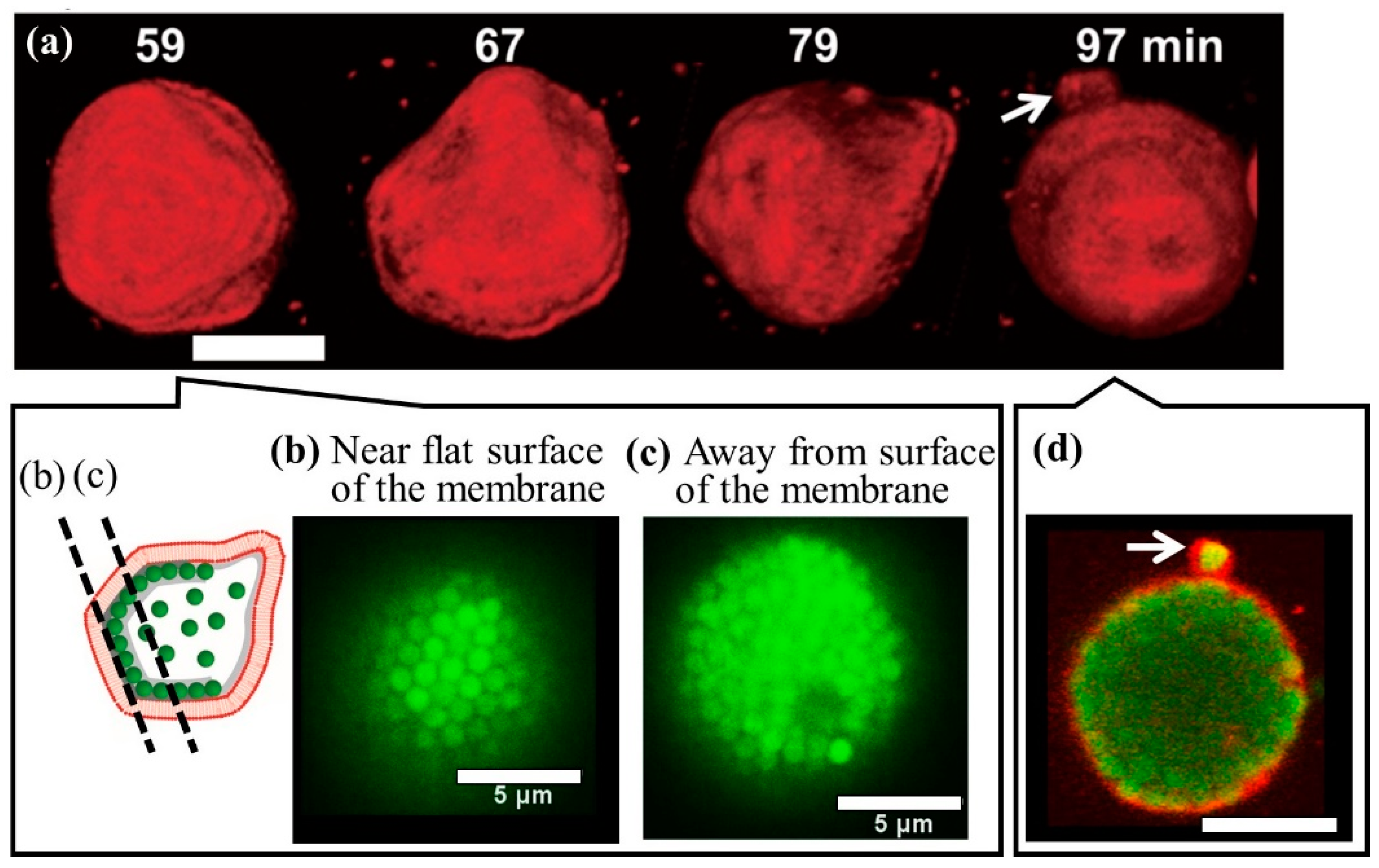 Membranes 12 00608 g003