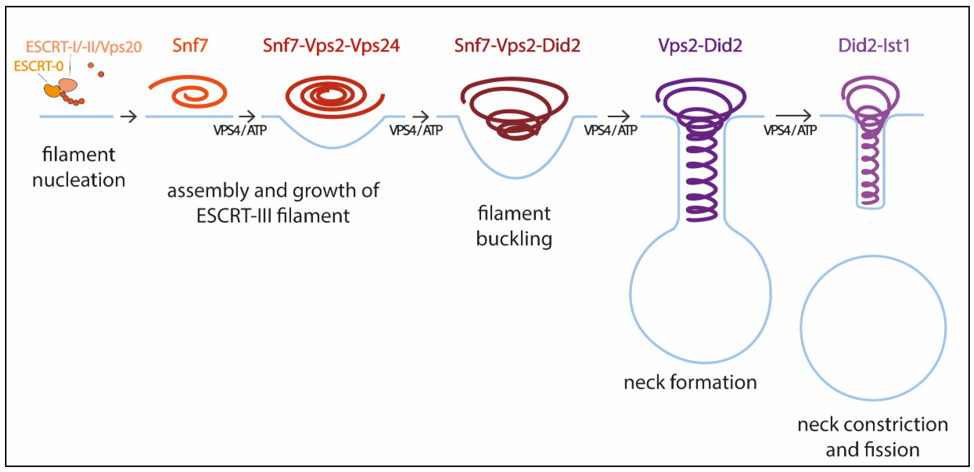 Membranes 12 00633 g001