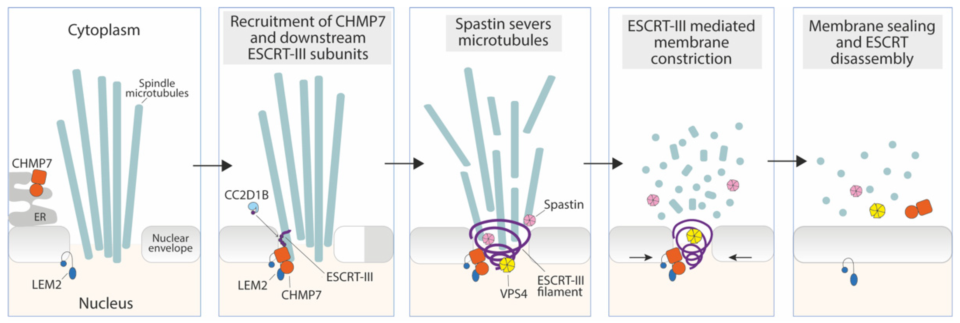 Membranes 12 00633 g002