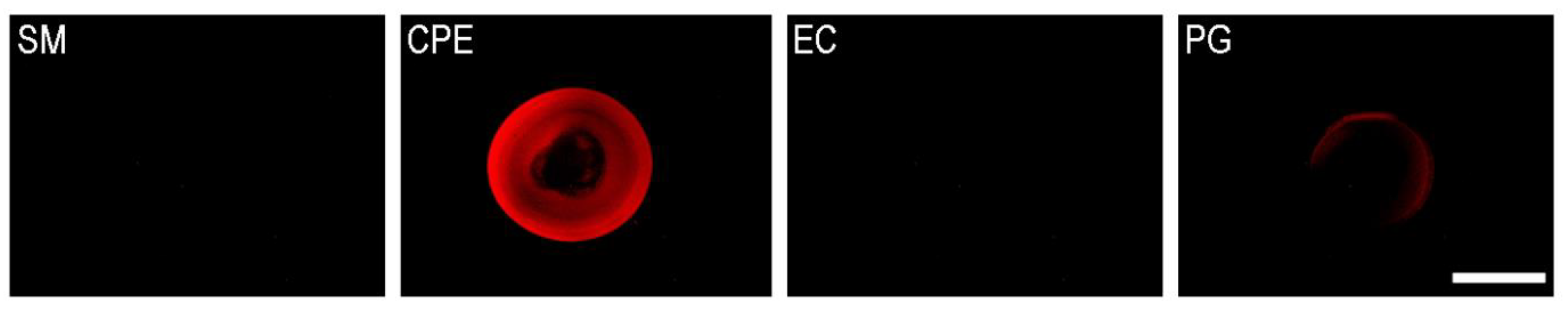 Membranes 12 00655 g005