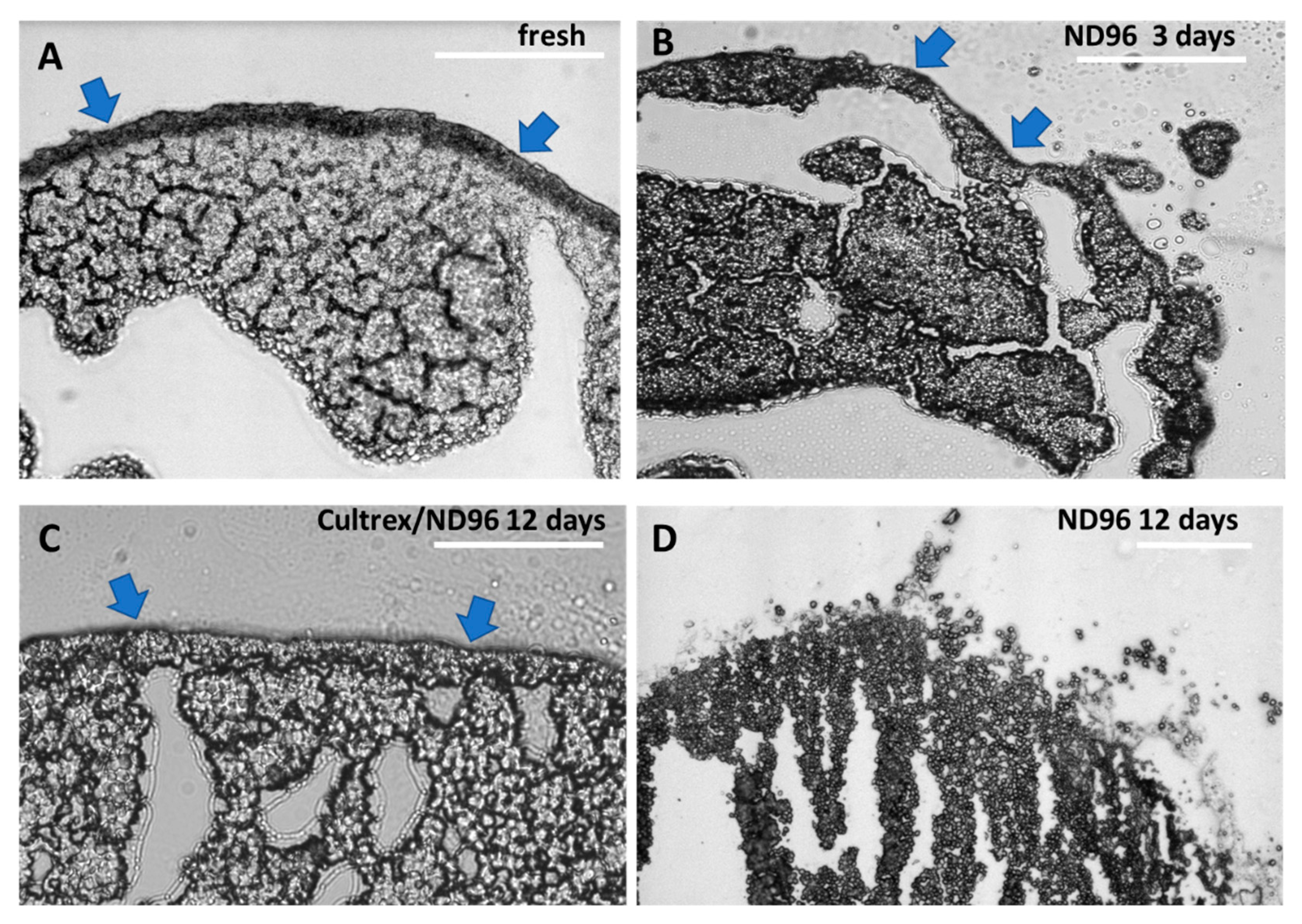 Membranes 12 00754 g004