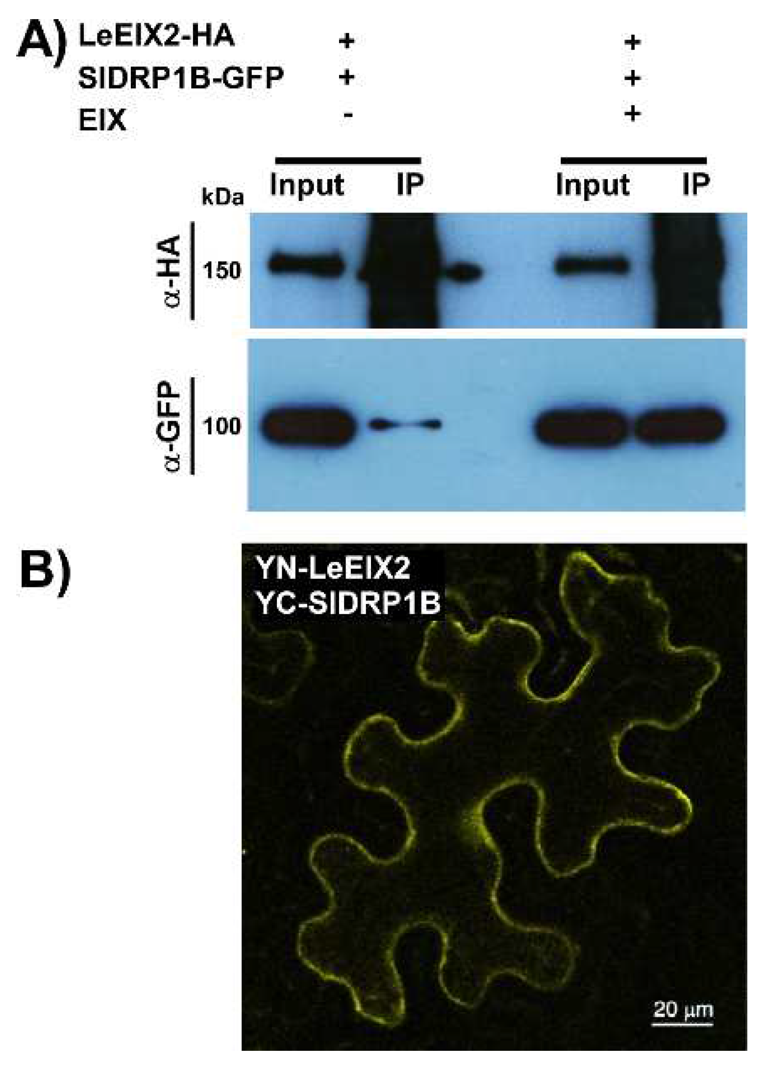 Membranes 12 00760 g003
