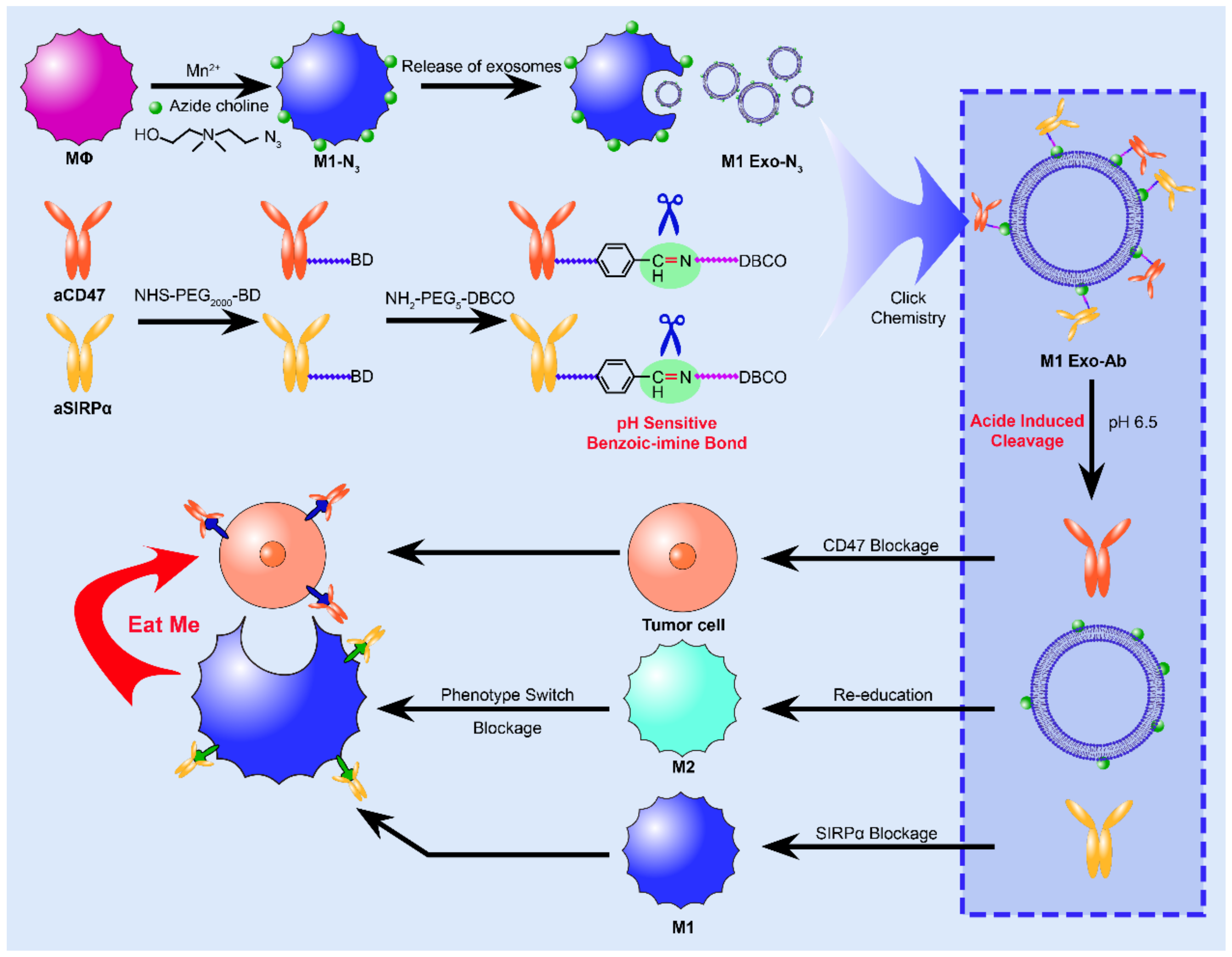 Membranes 12 00775 g006