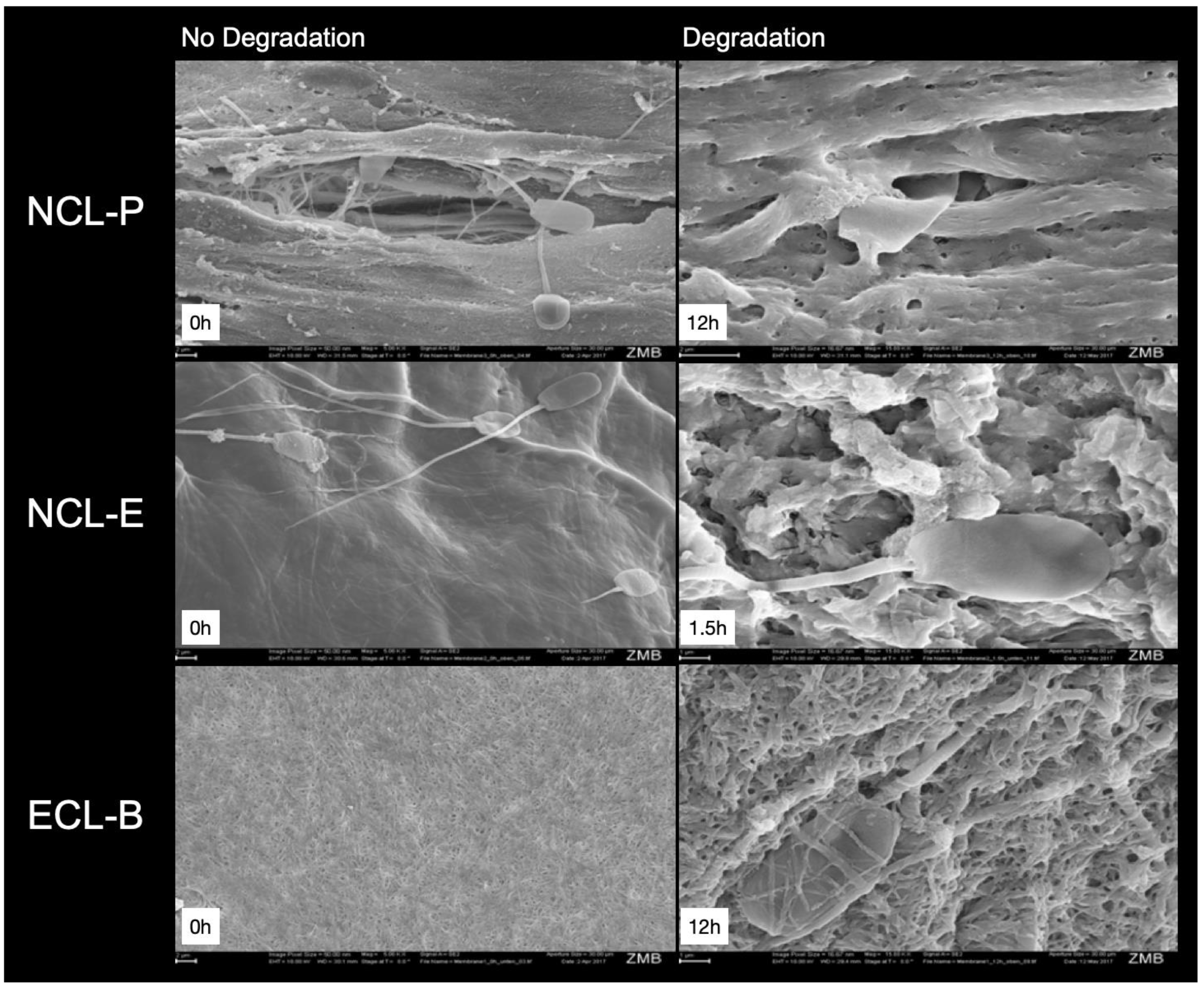 Membranes 12 00787 g005