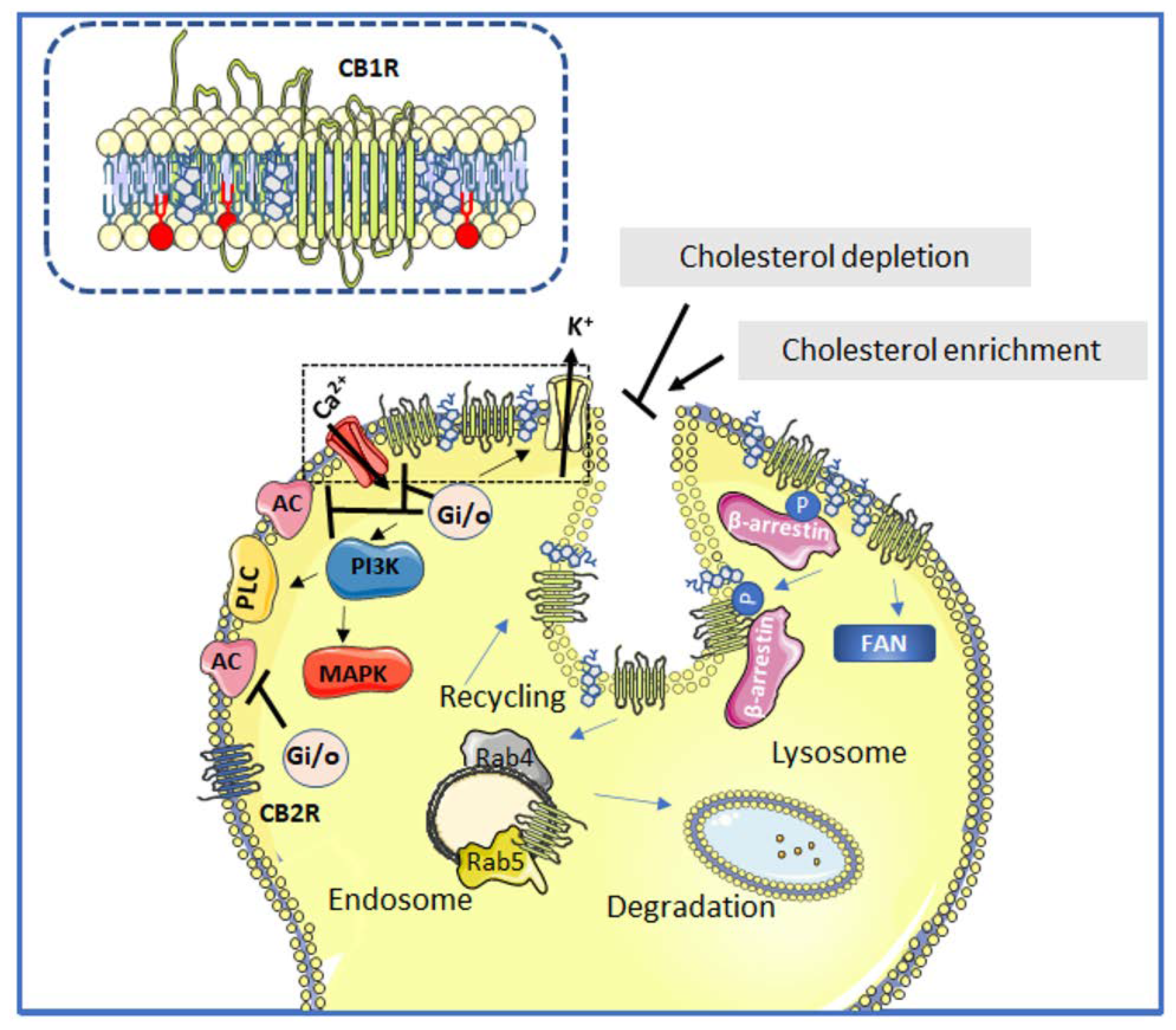 Membranes 12 00812 g002