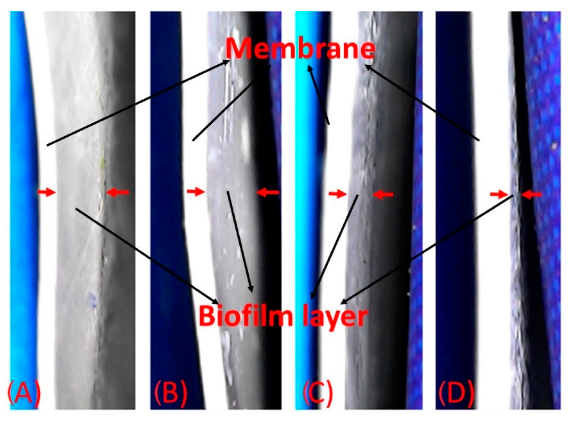 Membranes 12 00851 g013