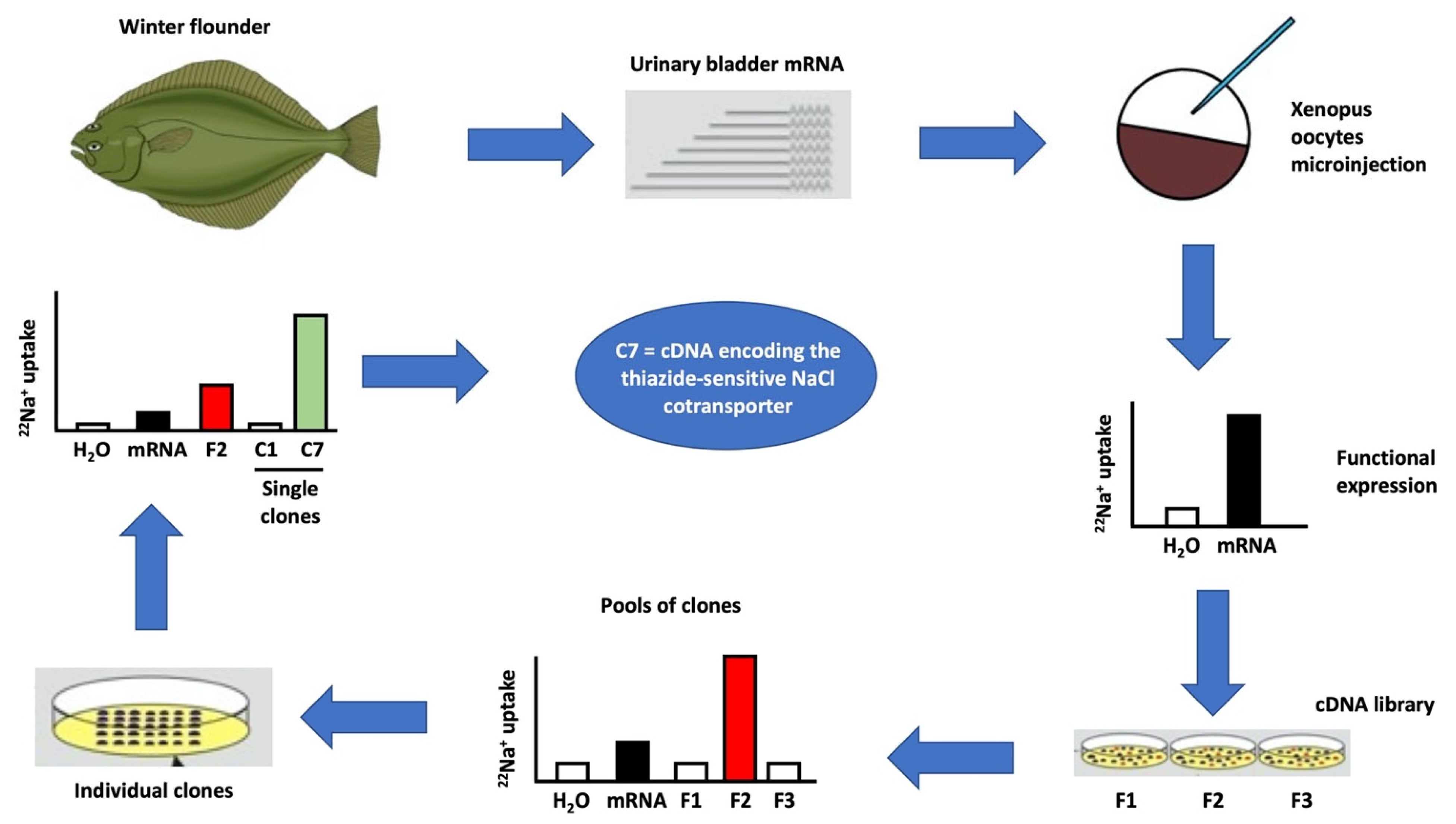 Membranes 12 00911 g001 Membranes 12 00911 g001