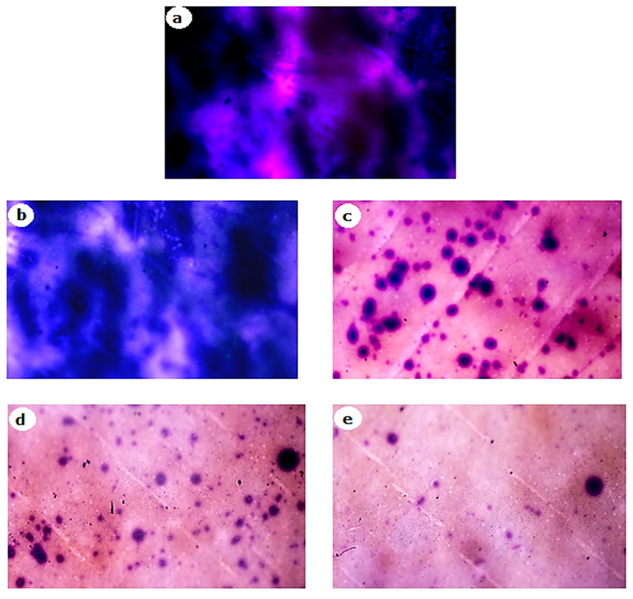 Membranes 12 00928 g009