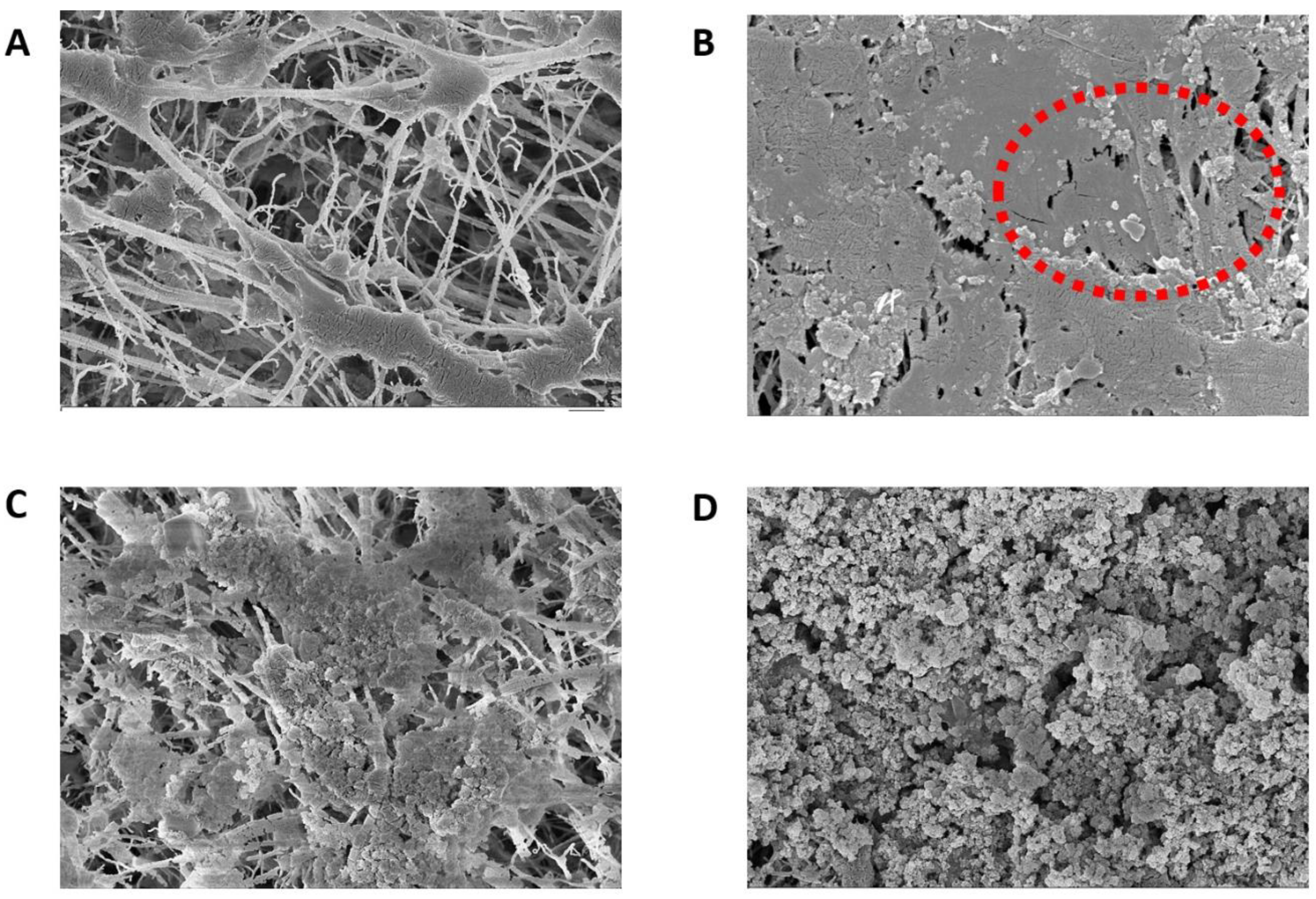 Membranes 12 00951 g008