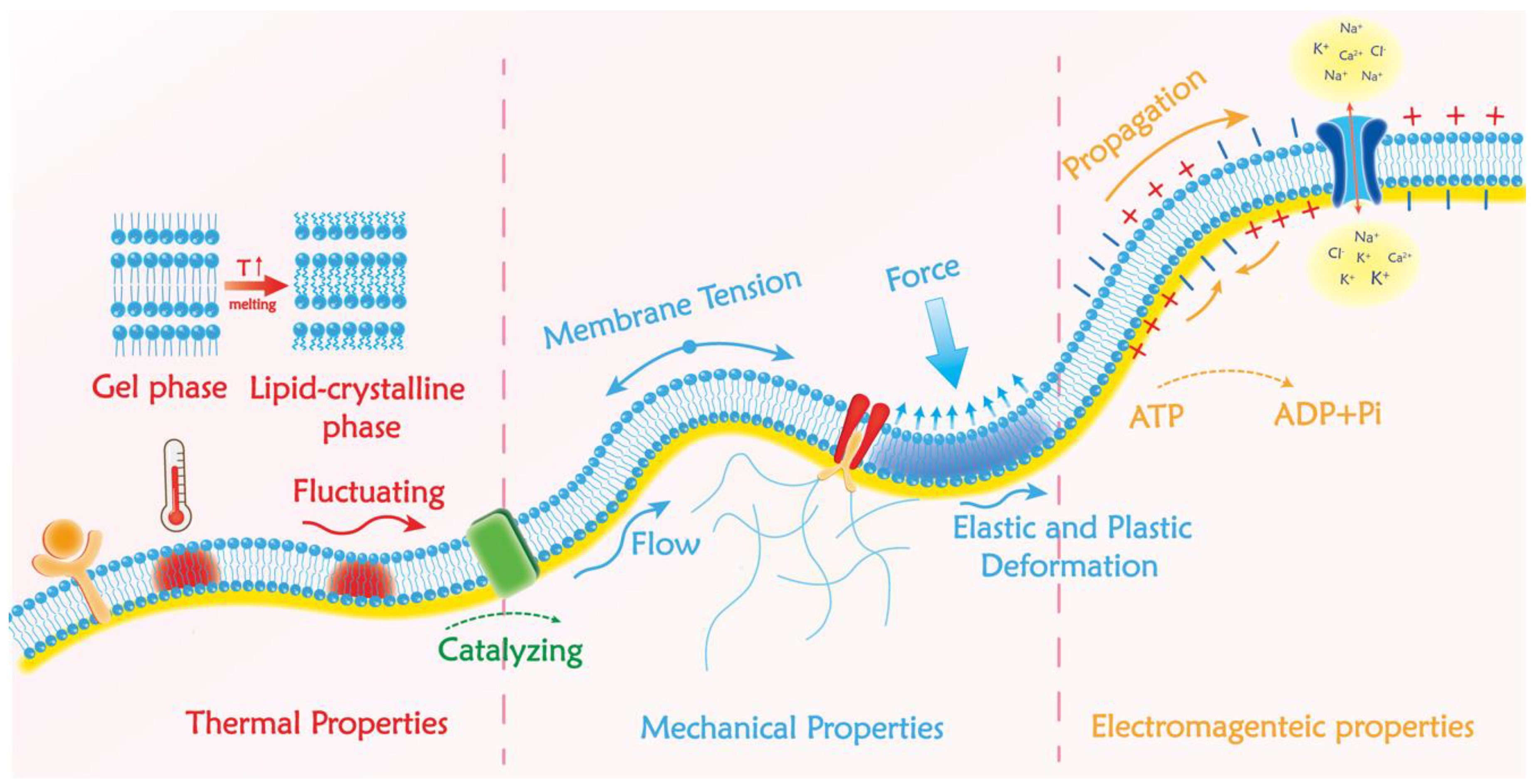 Membranes 12 00957 g001