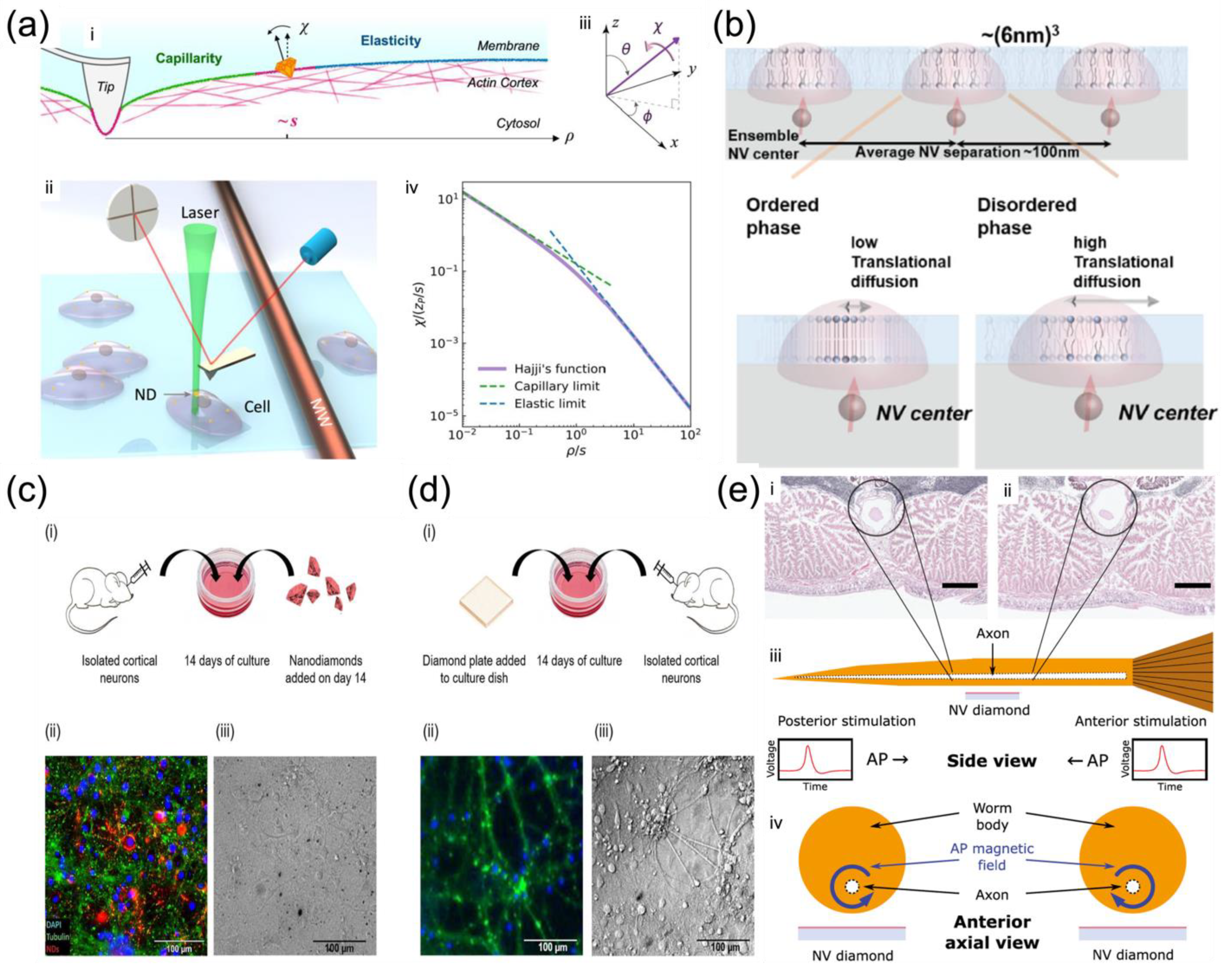 Membranes 12 00957 g005