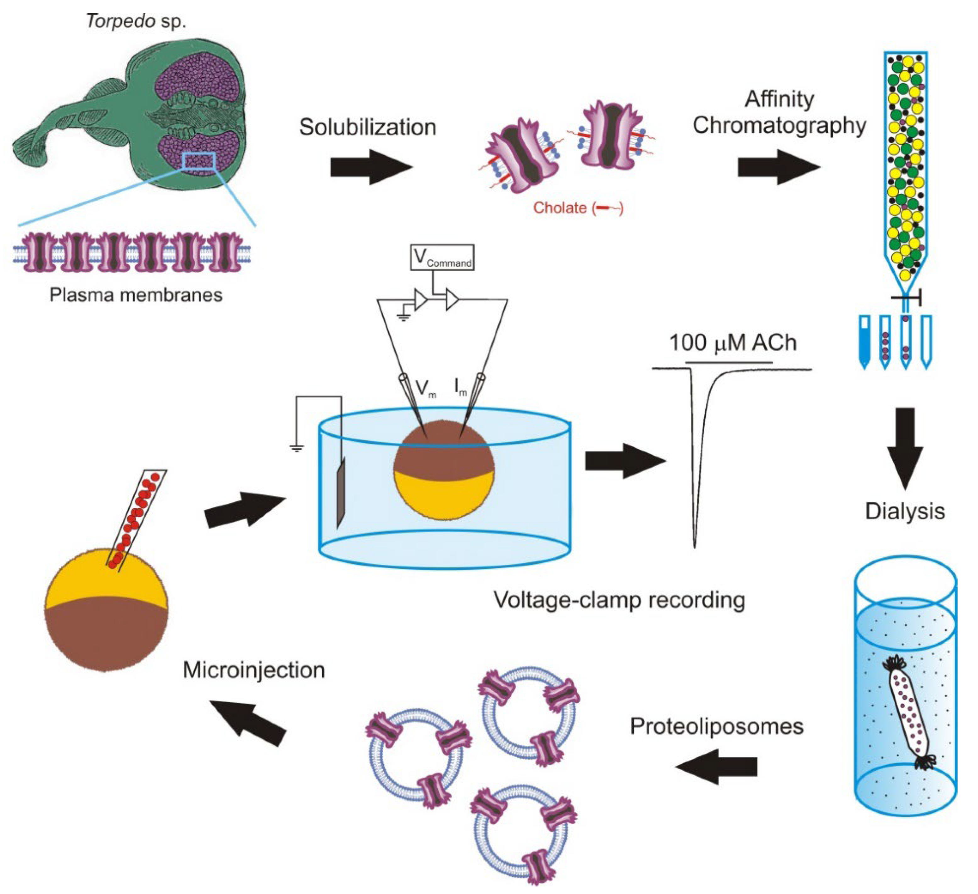 Membranes 12 00986 g002
