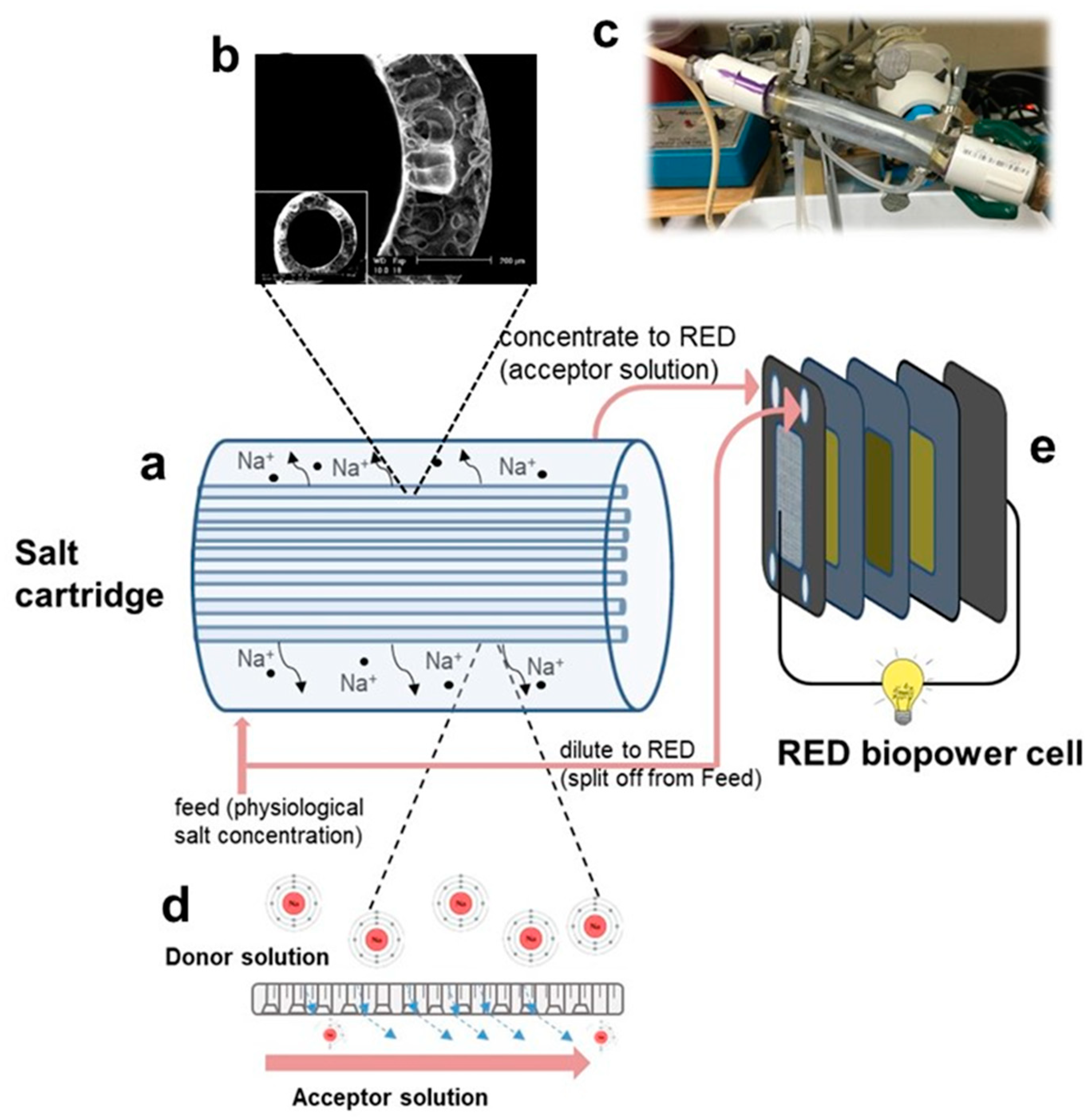 Membranes 12 00990 g001
