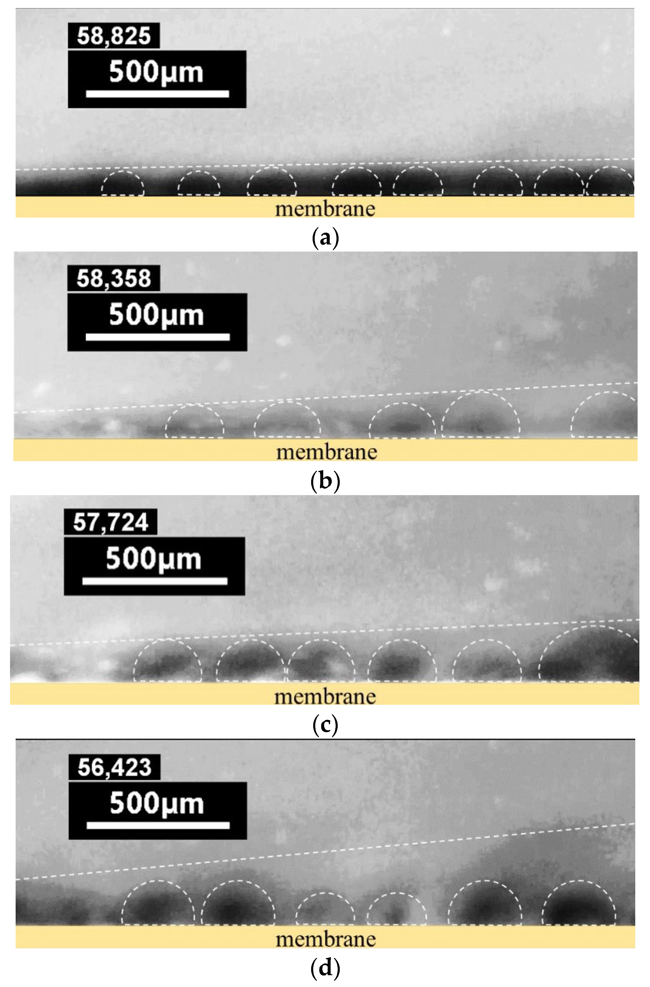 Membranes 12 01065 g008