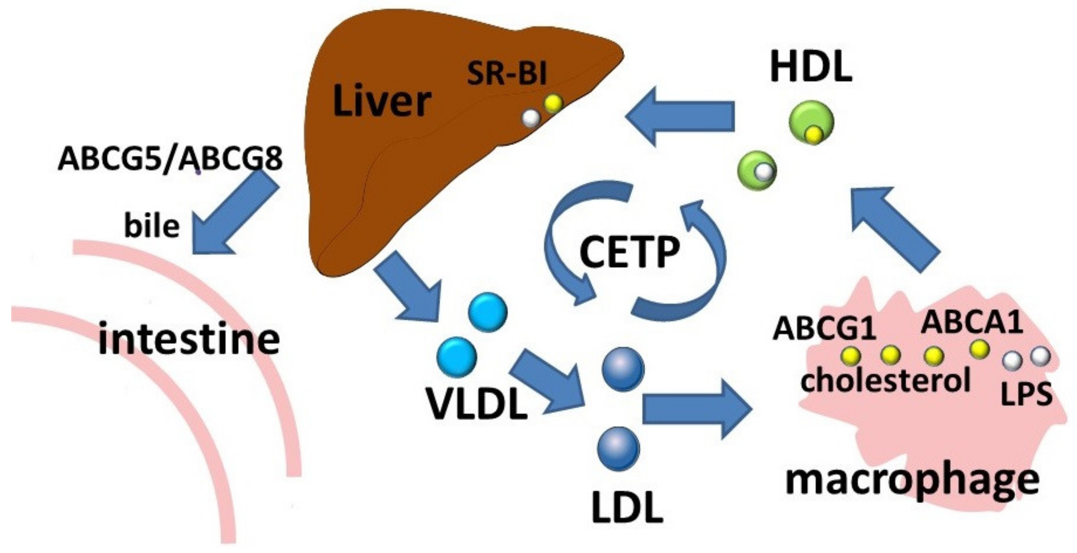 Membranes 12 01083 g002