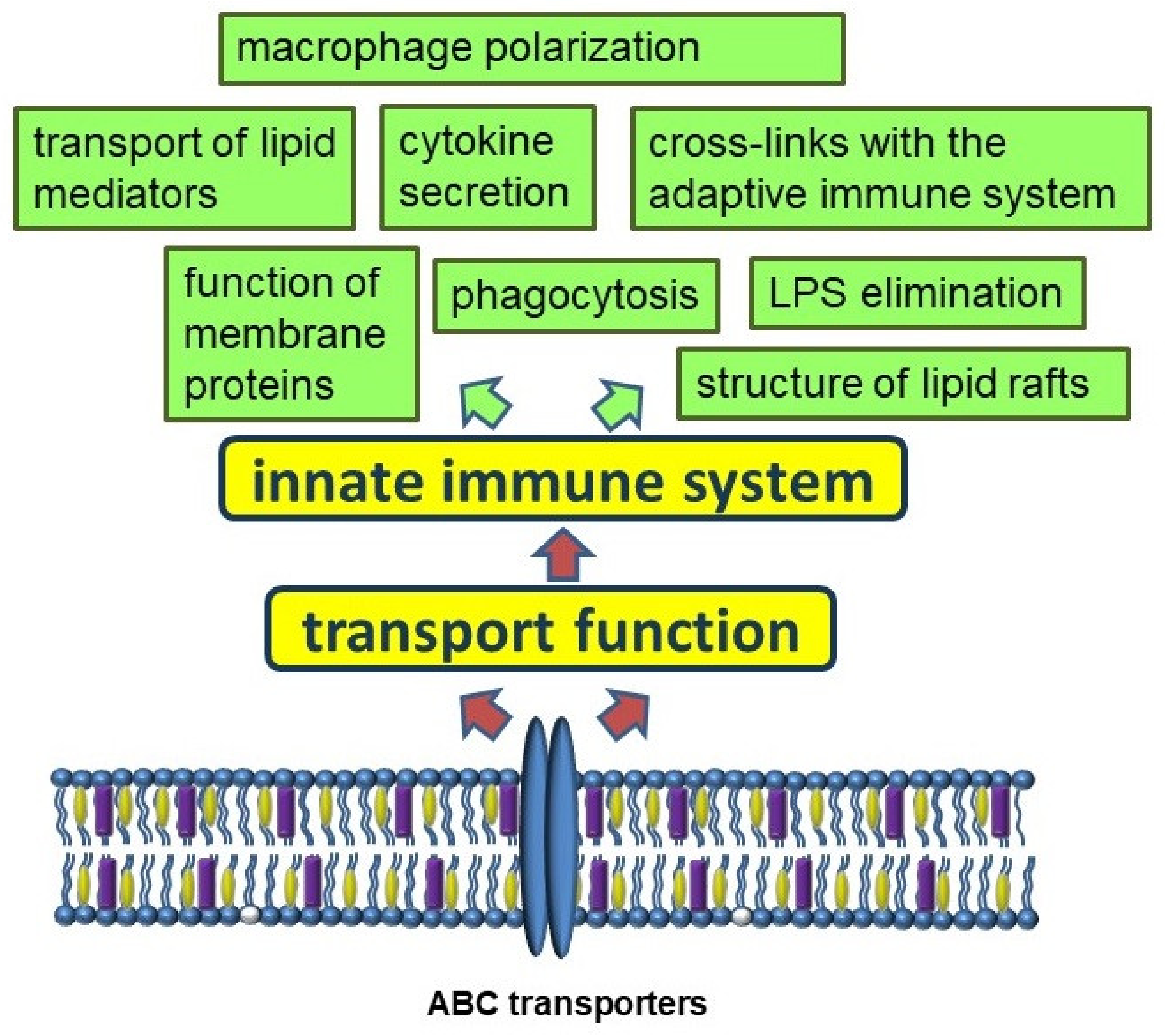 Membranes 12 01083 g003