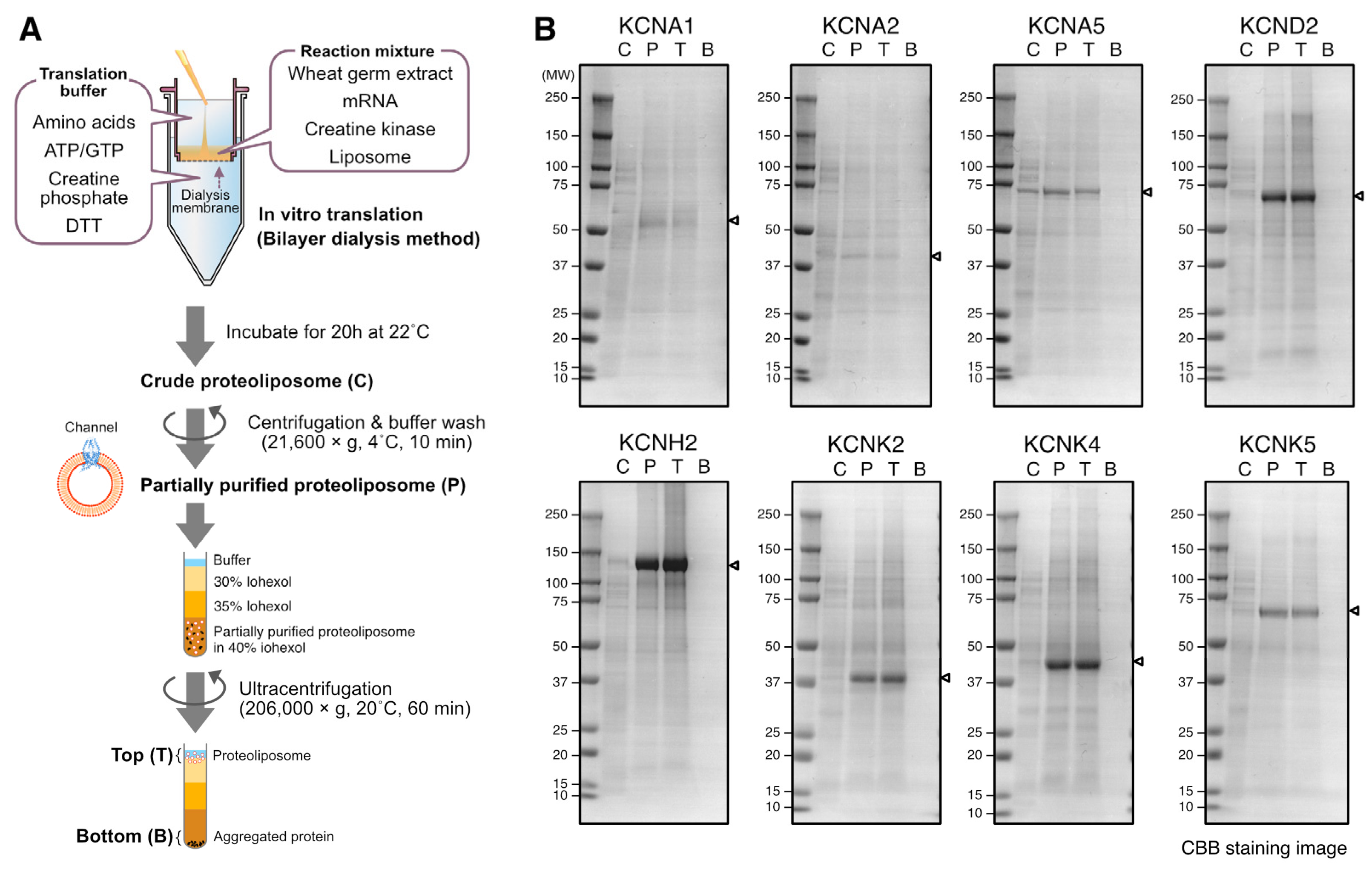 Membranes 13 00048 g001